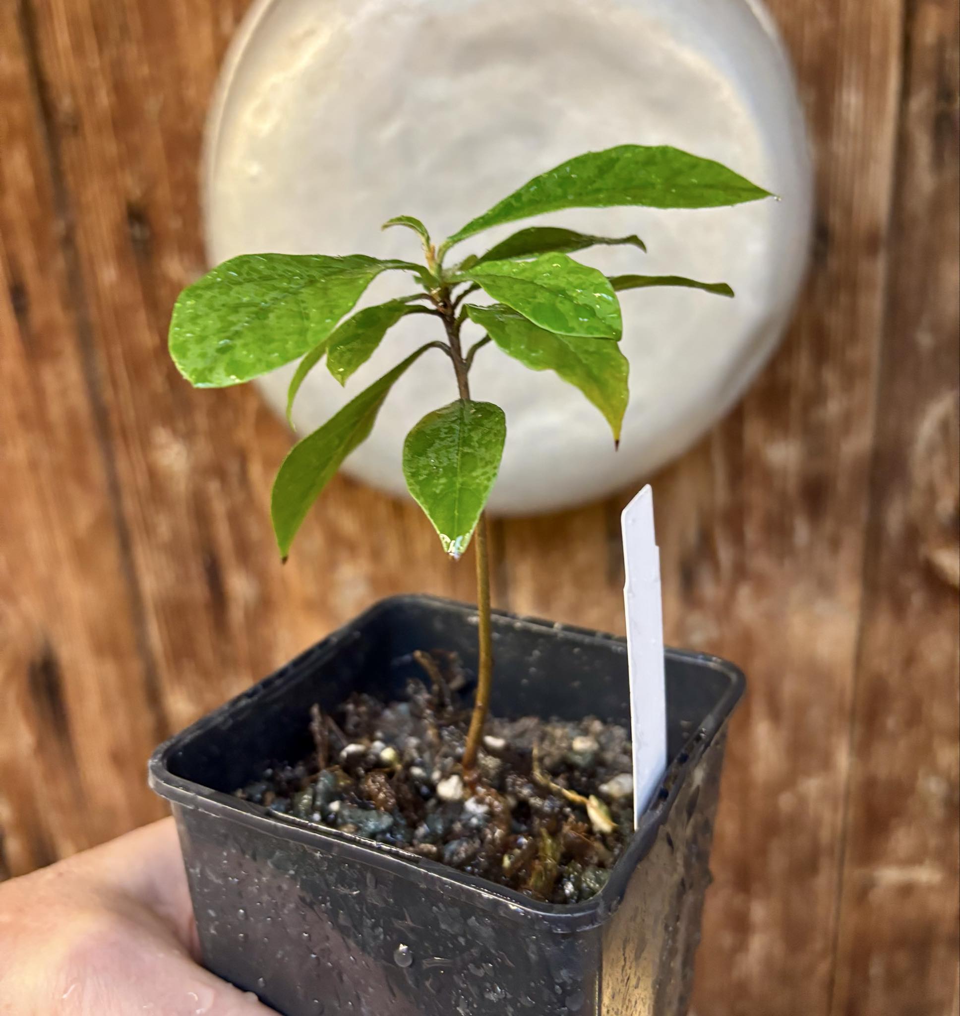 Marmixa (Pradosia lactescens) - 1 potted plant / 1 getopfte Pflanze Marmixa (Pradosia lactescens) - 1 potted plant / 1 getopfte Pflanze