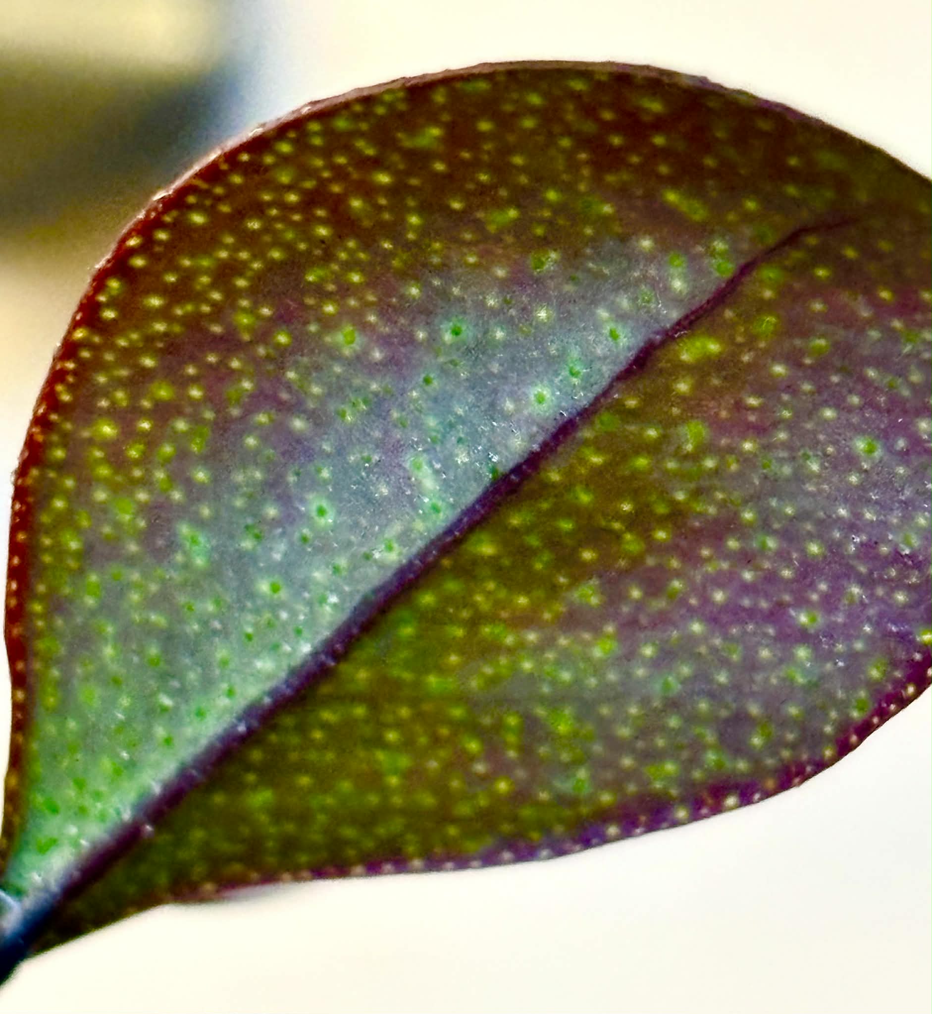 Eugenia sp Pindoca - 1 potted seedling / 1 getopfter Sämling