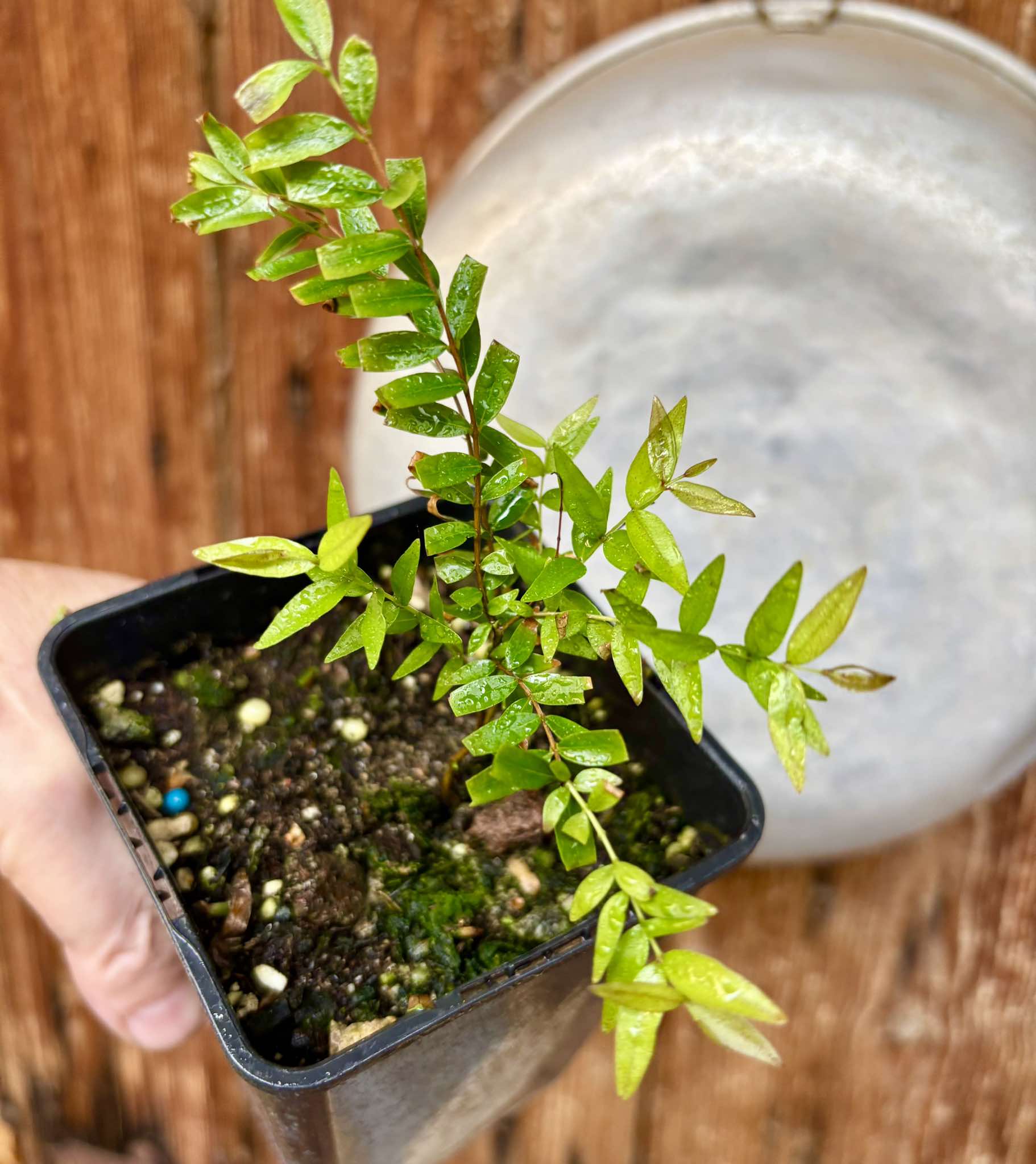 Myrciaria delicatula - potted plant / getopfte Pflanze