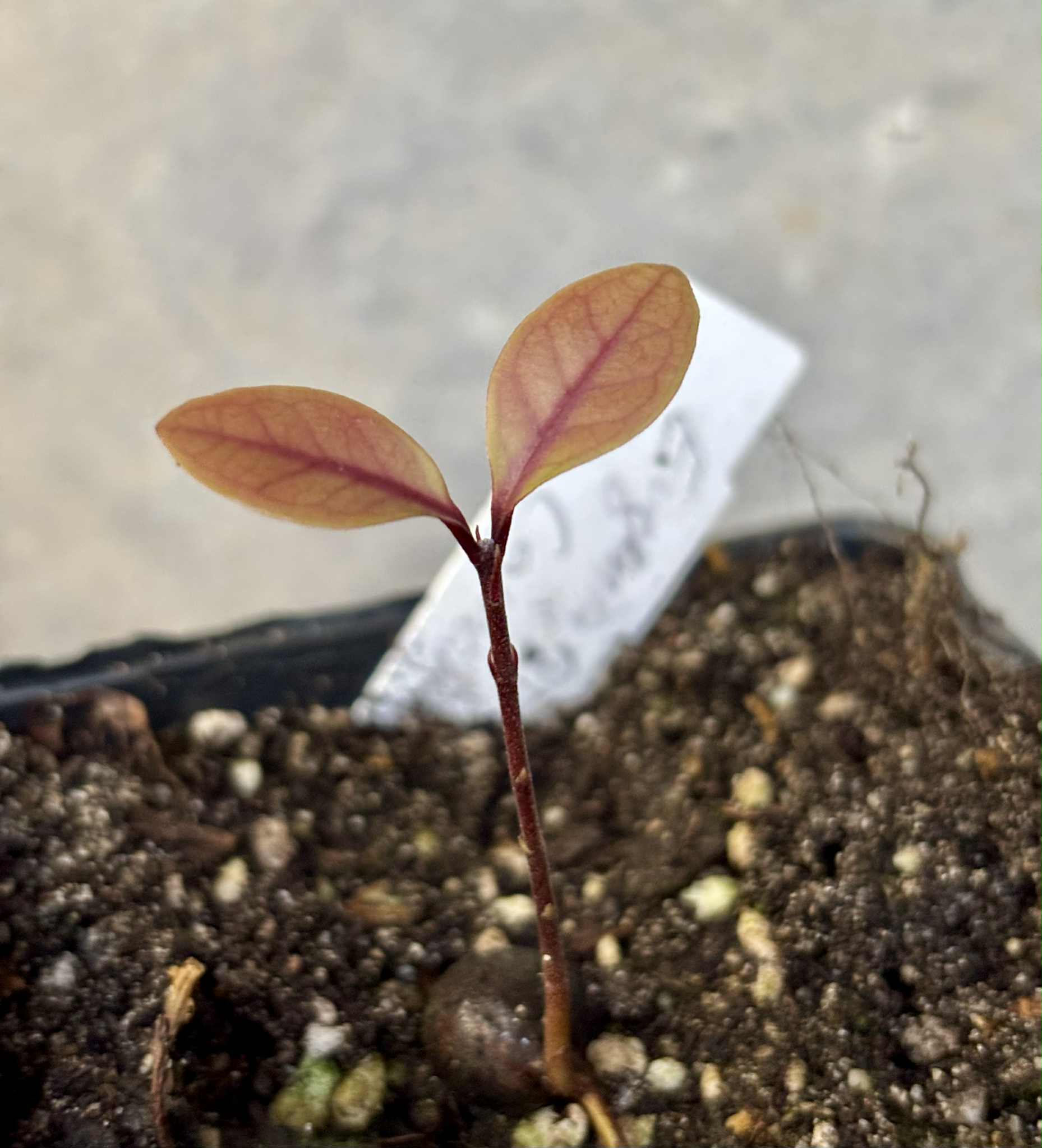 Eugenia rotundifolia var. Camamu - 1 potted seedling / 1 getopfter Sämling