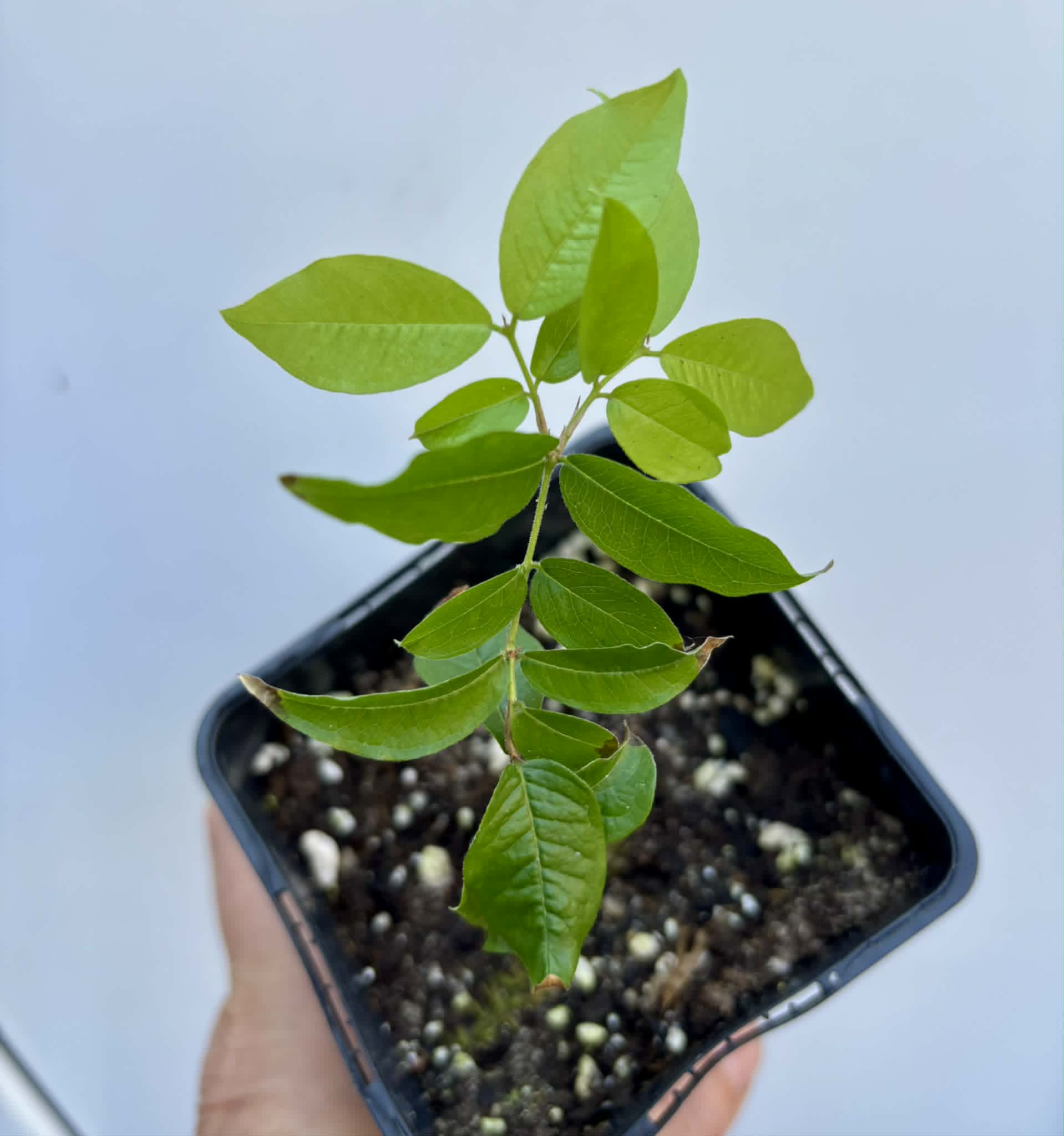 Plinia povedae - 1 potted seedling / 1 getopfter Sämling