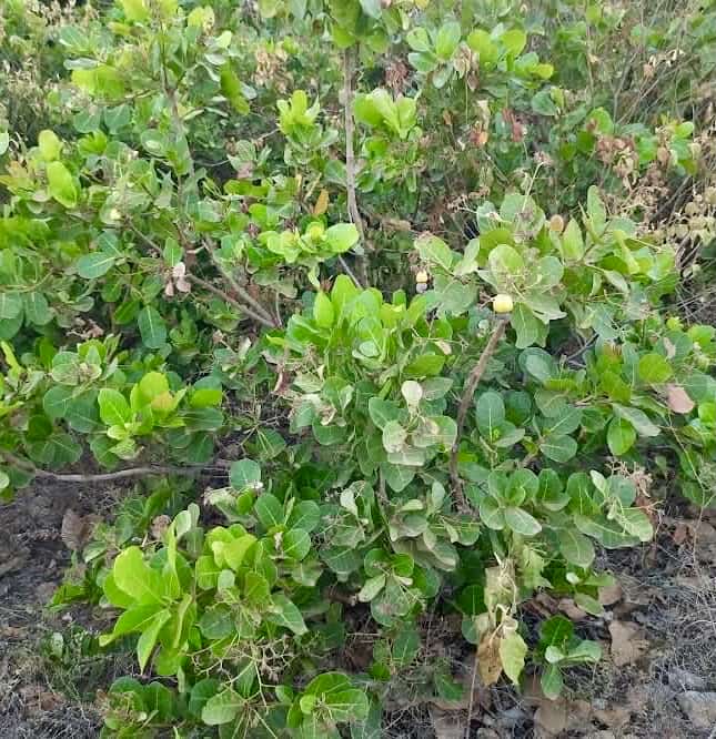 Cajuzinho - Anacardium humile - 2 fresh seeds / 2 frische Samen Cajuzinho - Anacardium humile - 2 fresh seeds / 2 frische Samen