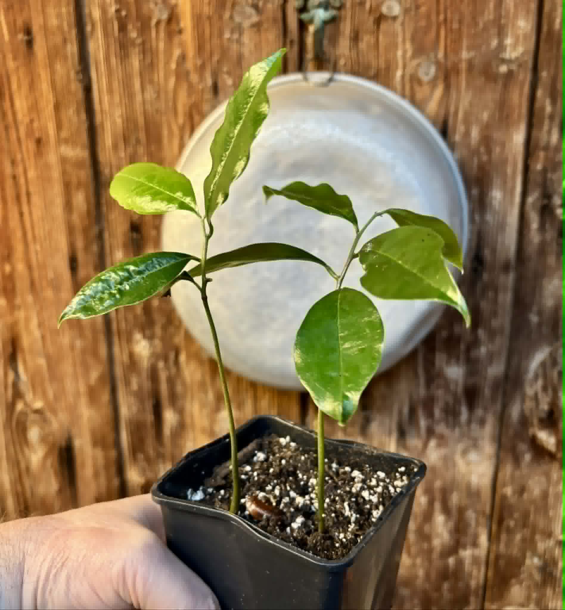 2 in 1 pot - Annona muricata - Soursop / Stachelannone - 2 seedlings in one pot / 2 Sämlinge in einem Topf
