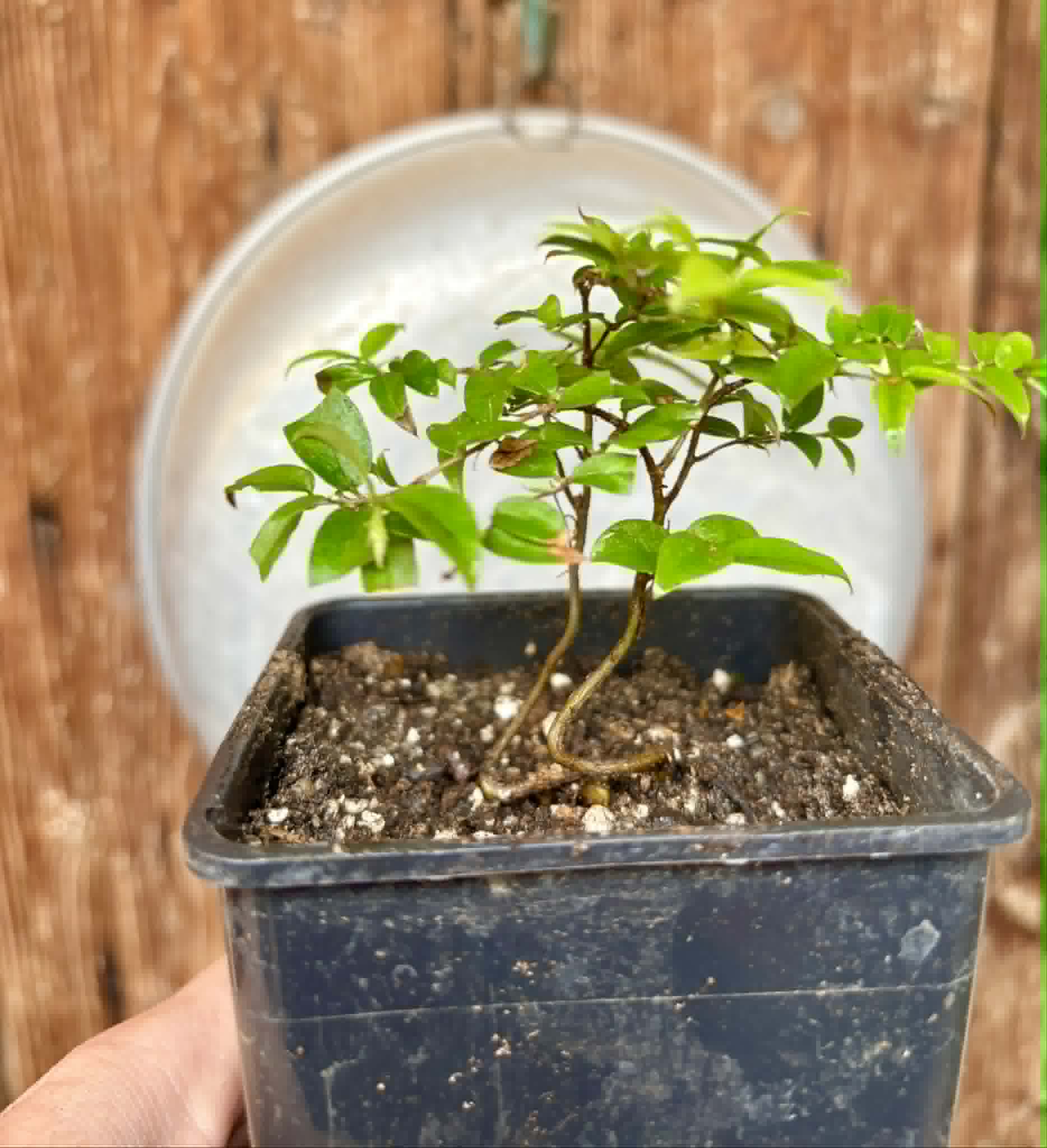 2 in 1 pot - Jaboticaba - Plinia sp Canelinha Polpa rosea - 2 seedlings in one pot / 2 Sämlinge in einem Topf