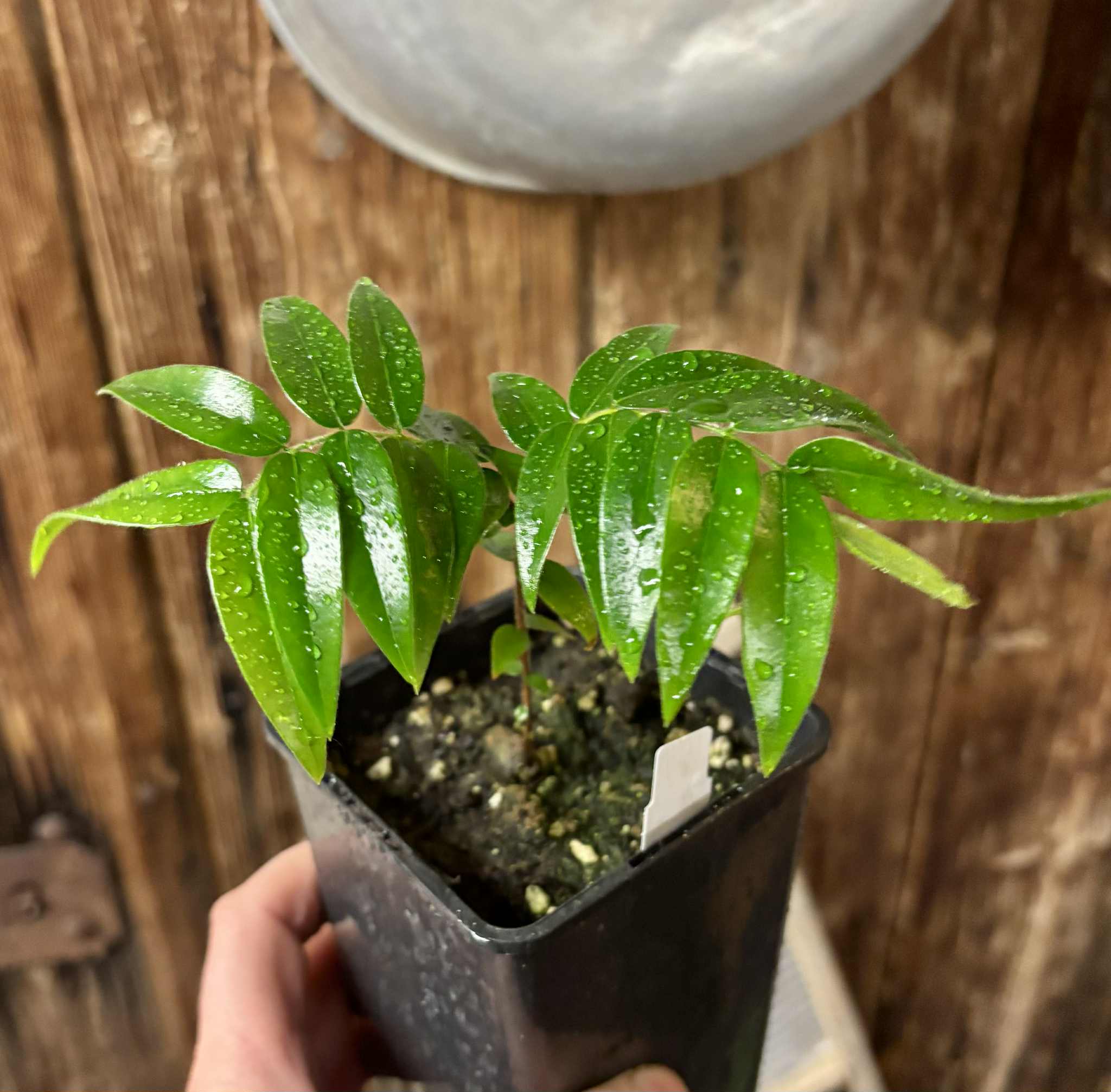 Beach Cambuca (Myrciaria strigipes) - 1 potted plant / 1 getopfte Pflanze