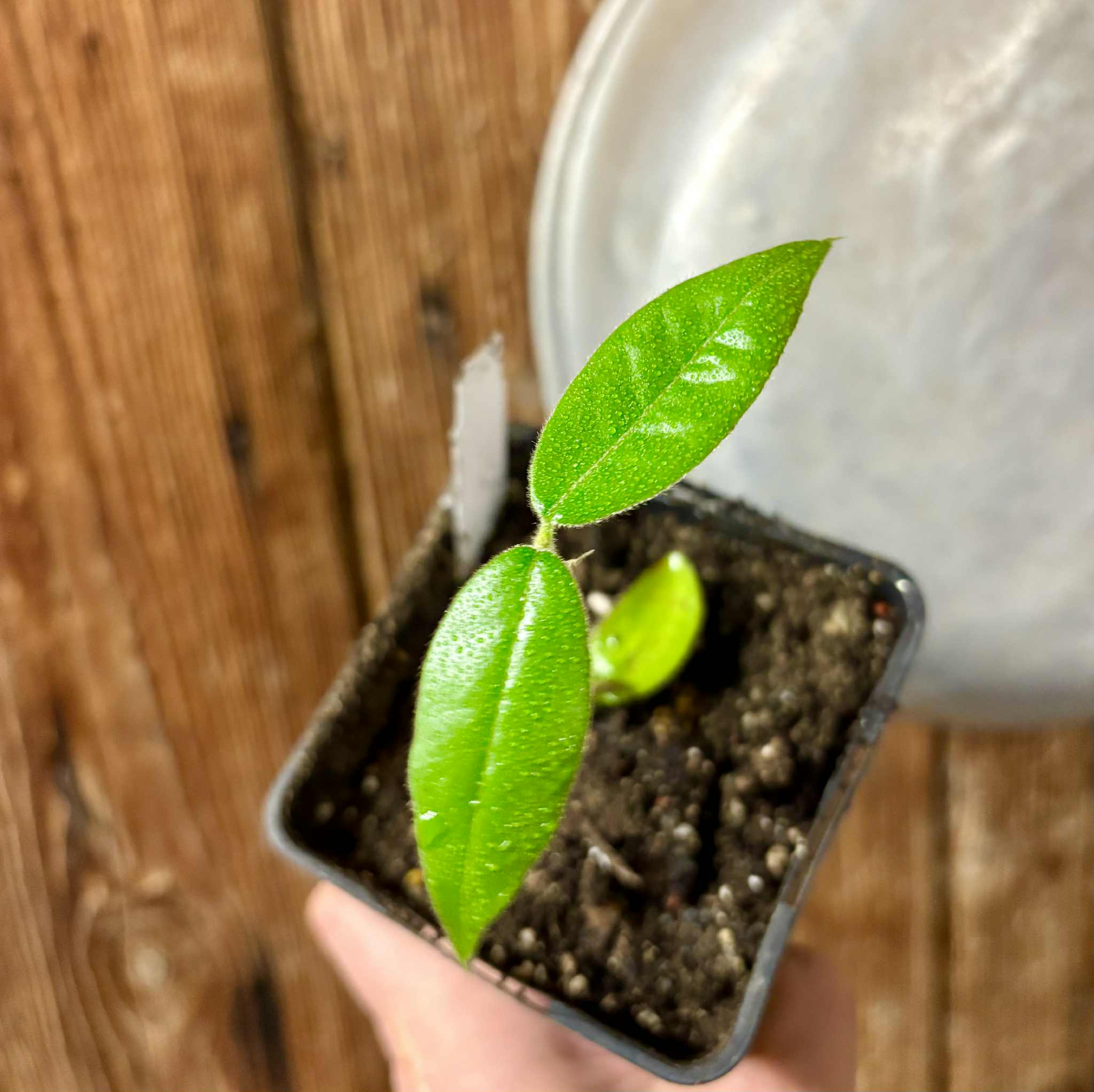 last seedling - Cambucá-de-calo - (Plinia callosa) -  1 potted seedling / 1 getopfter Sämling