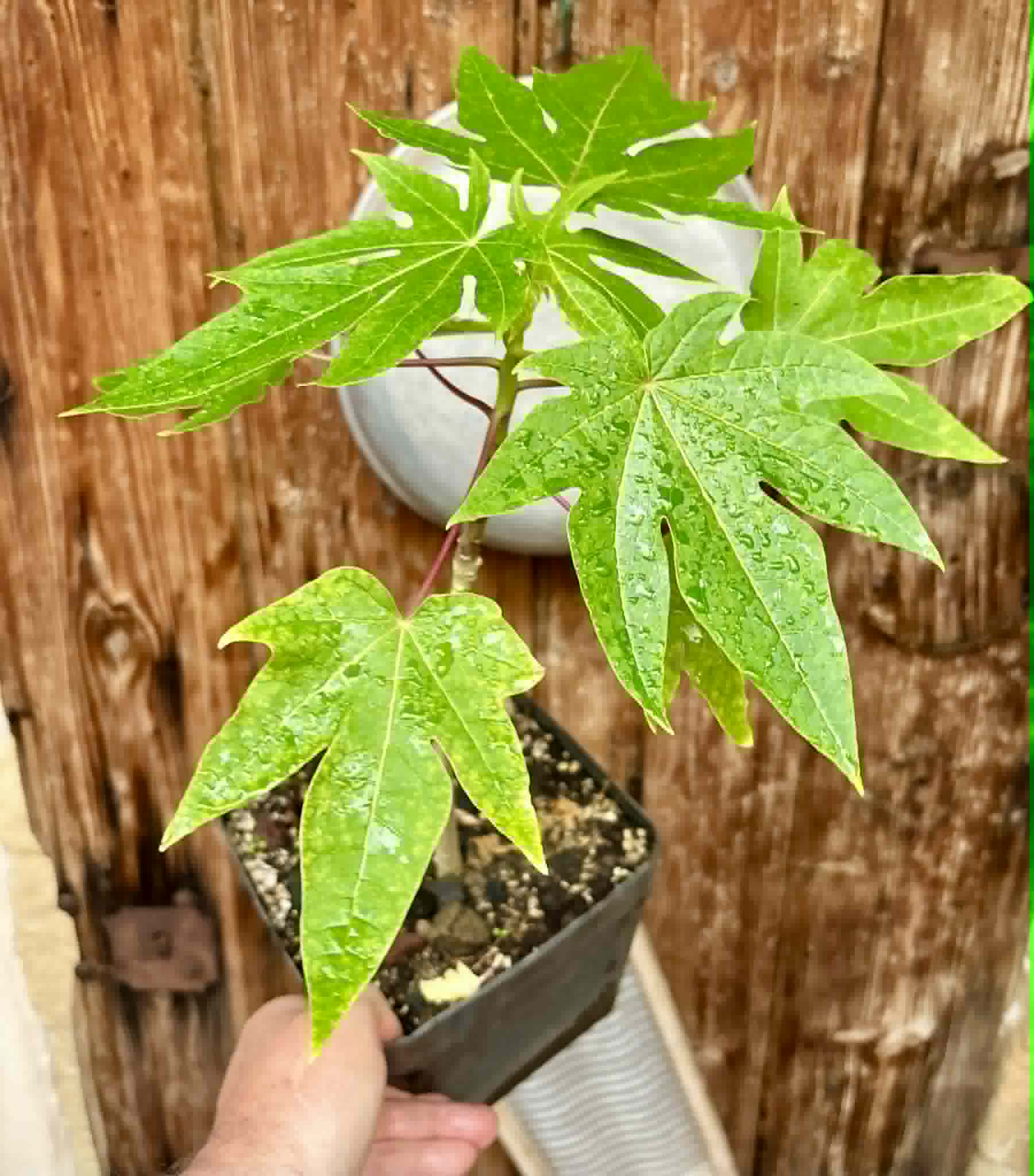 Yellow Krabi Papaya (Carica papaya) - 1 potted plant / 1 getopfte Pflanze