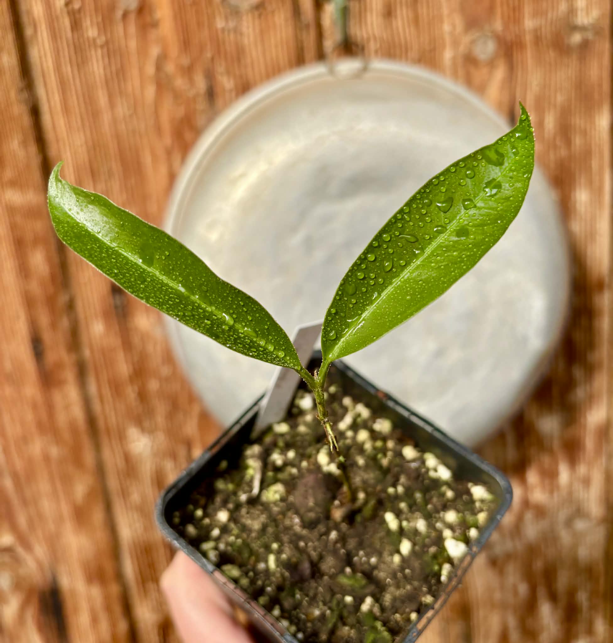 Eugenia sp Abacate -  1 potted seedling / 1 getopfter Sämling