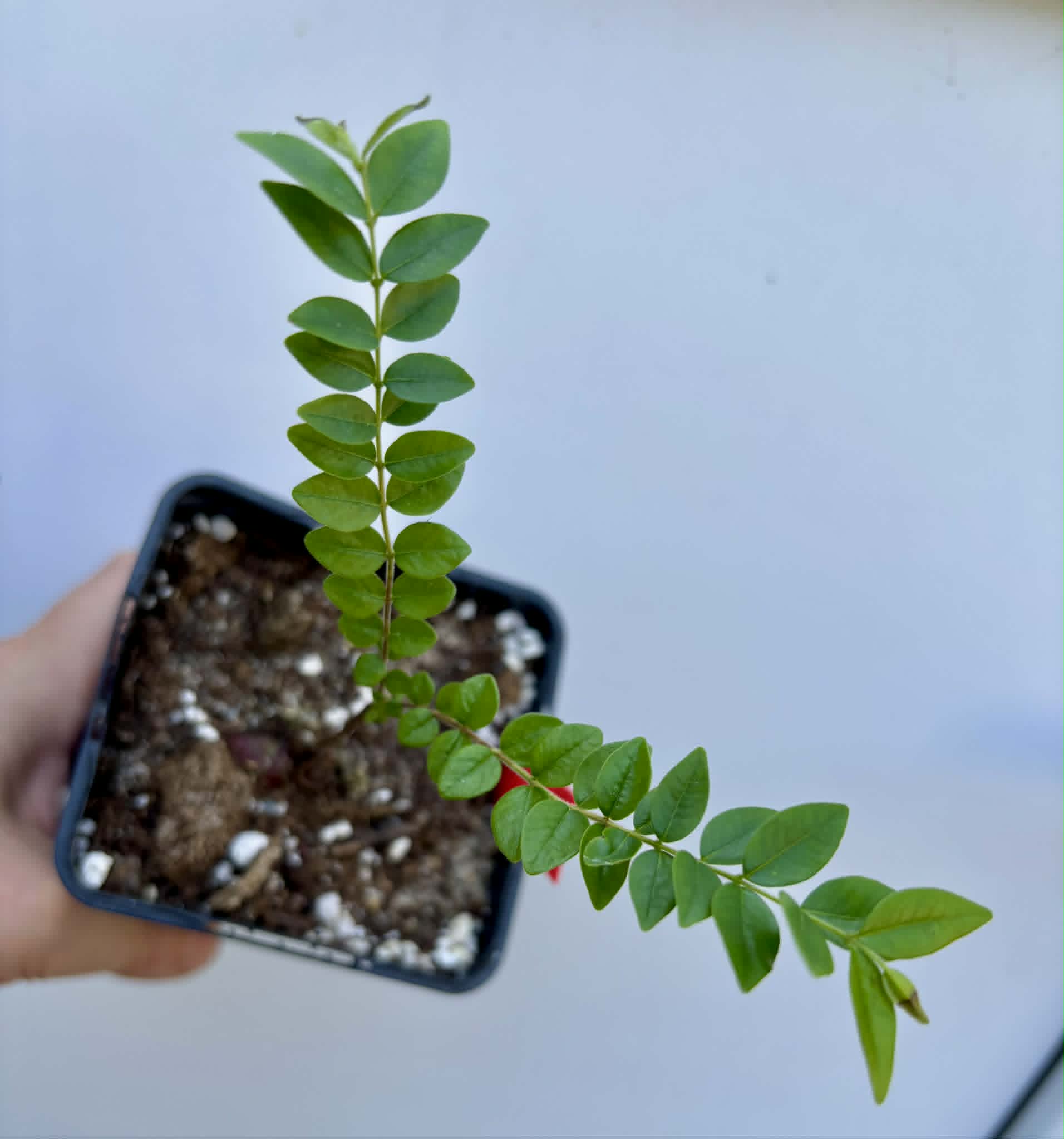 Myrciaria sp Pastora - 1 potted plant / 1 getopfte Pflanze