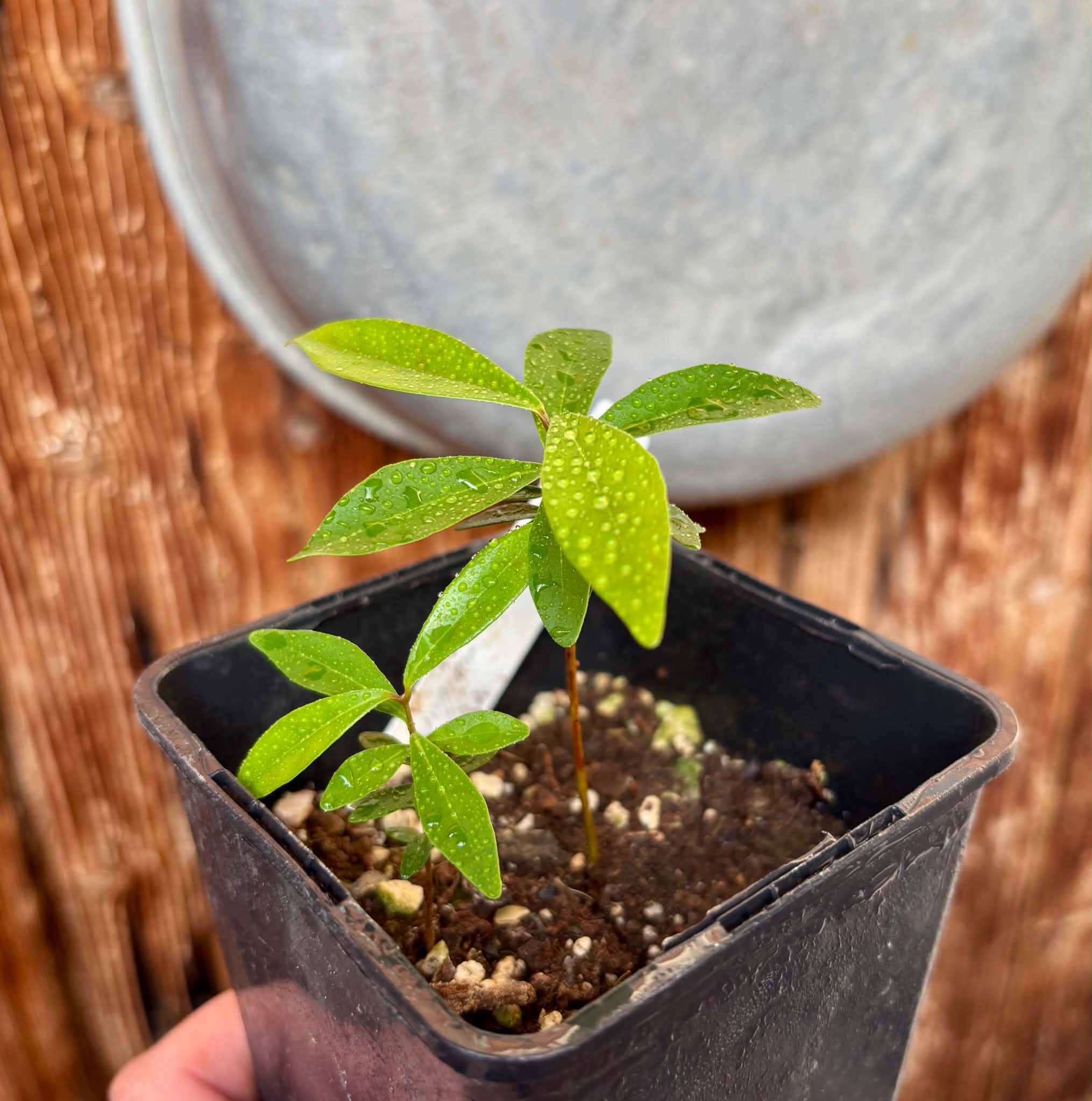 2 in 1 pot - Eugenia axillaris  - White Stopper - 2 seedlings in one pot / 2 Sämlinge in einem Topf