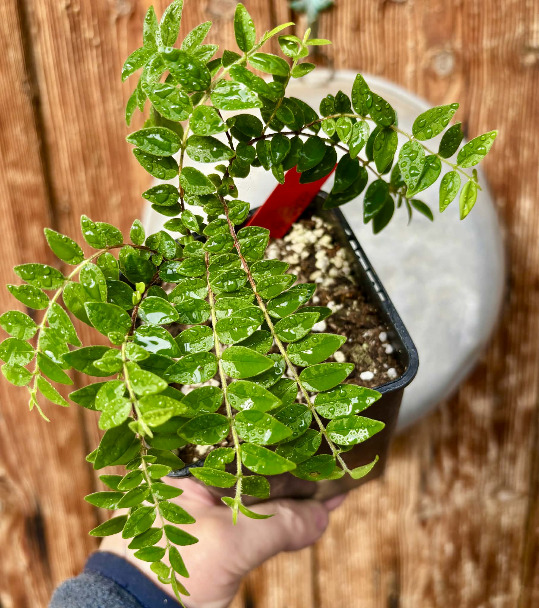 Myrciaria sp Pastora - 1 potted seedling / 1 getopfter Sämling 