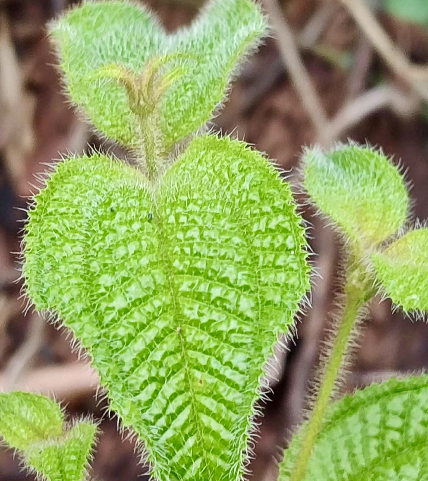 Pixirica (Miconia hirta) - 1 germinated seed / 1 gekeimter Samen
