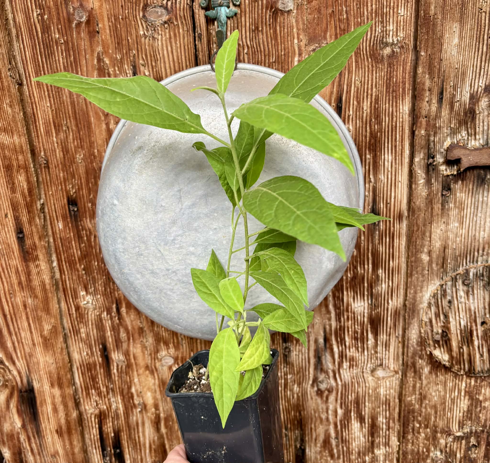 4 in 1 pot - Solanum sp. Mata Escura - 4 plants in one pot / 4 Pflanzen in einem Topf