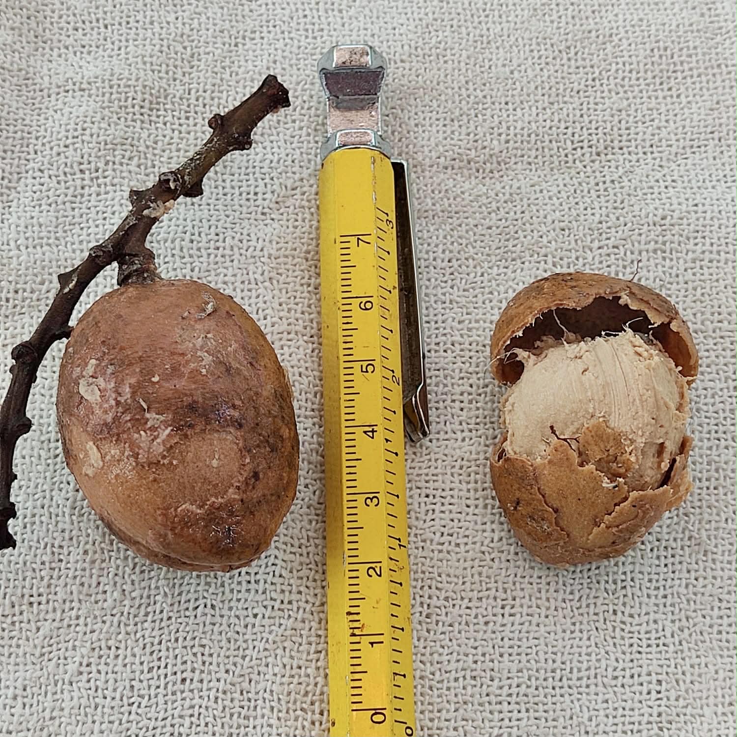 Pre Order - Zollernia modesta - 1 fresh seed / 1 frischer Samen