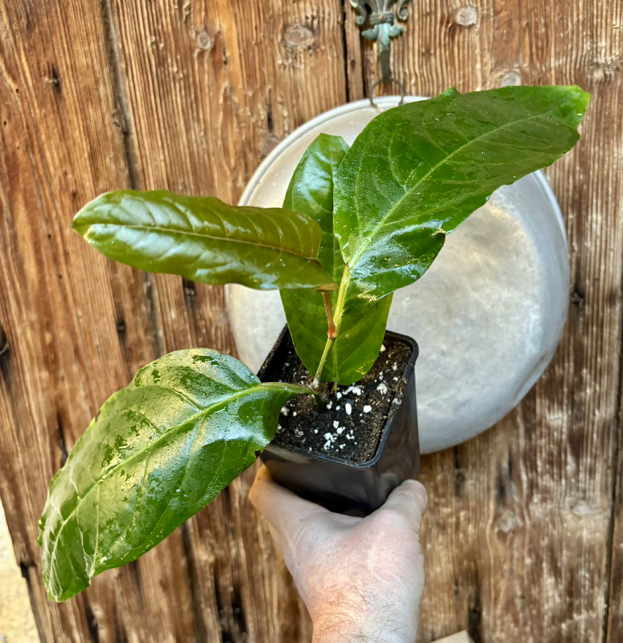 rooted cutting - Long Pepper  (Piper longum) - 1 potted plant / 1 getopfte Pflanze