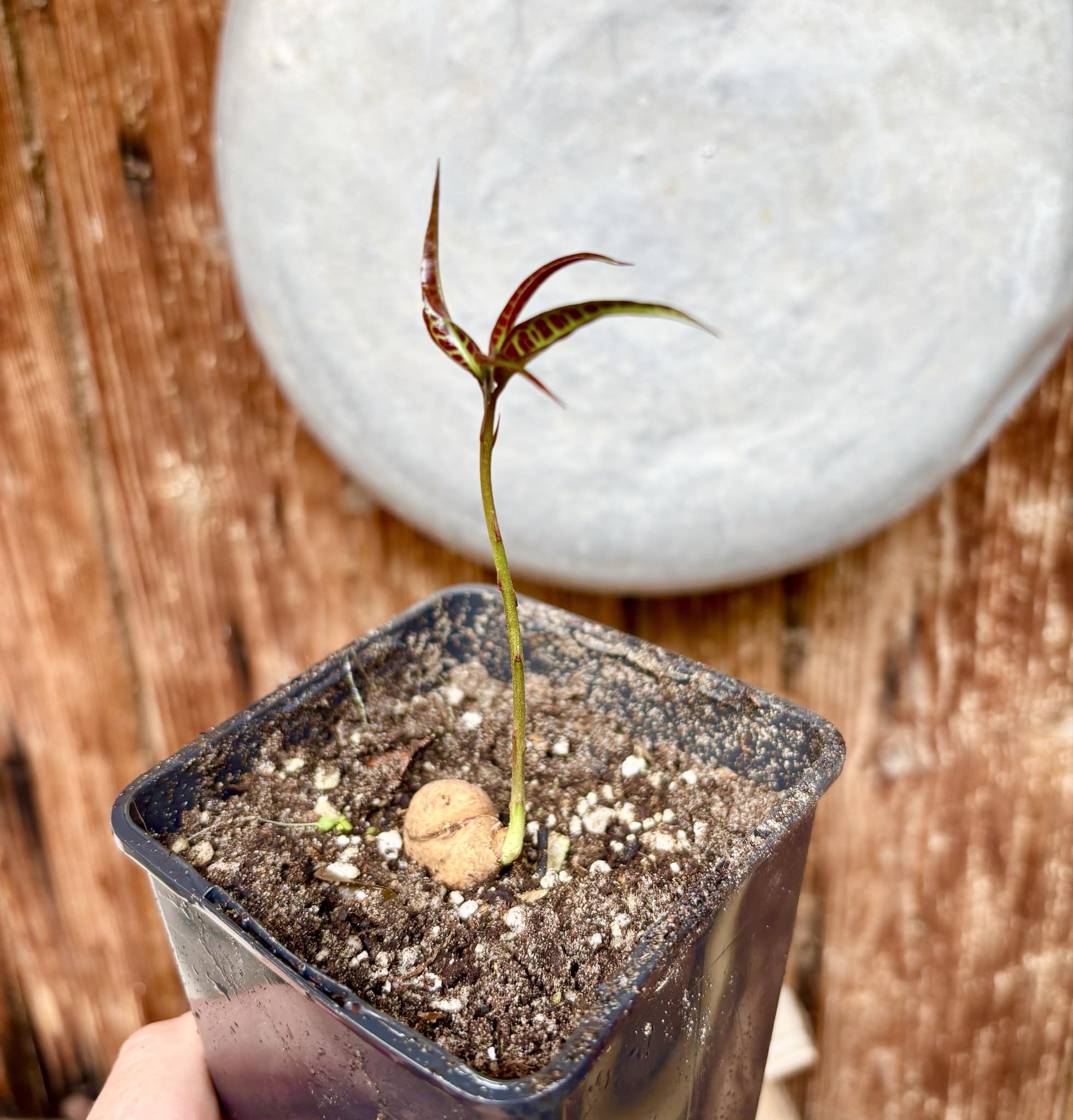 Eugenia sp Labisia -  1 potted seedling / 1 getopfter Sämling