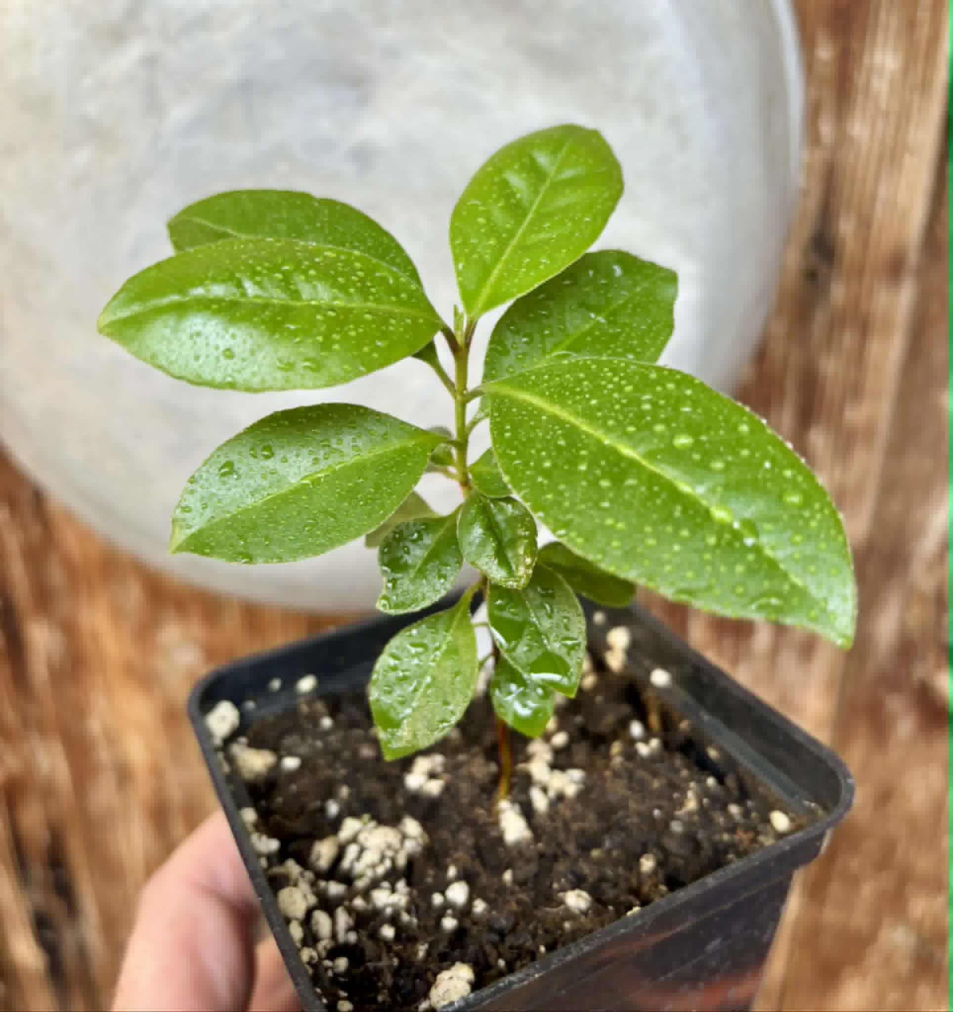 Psidium sp Cassio - 1 potted seedling / 1 getopfter Sämling