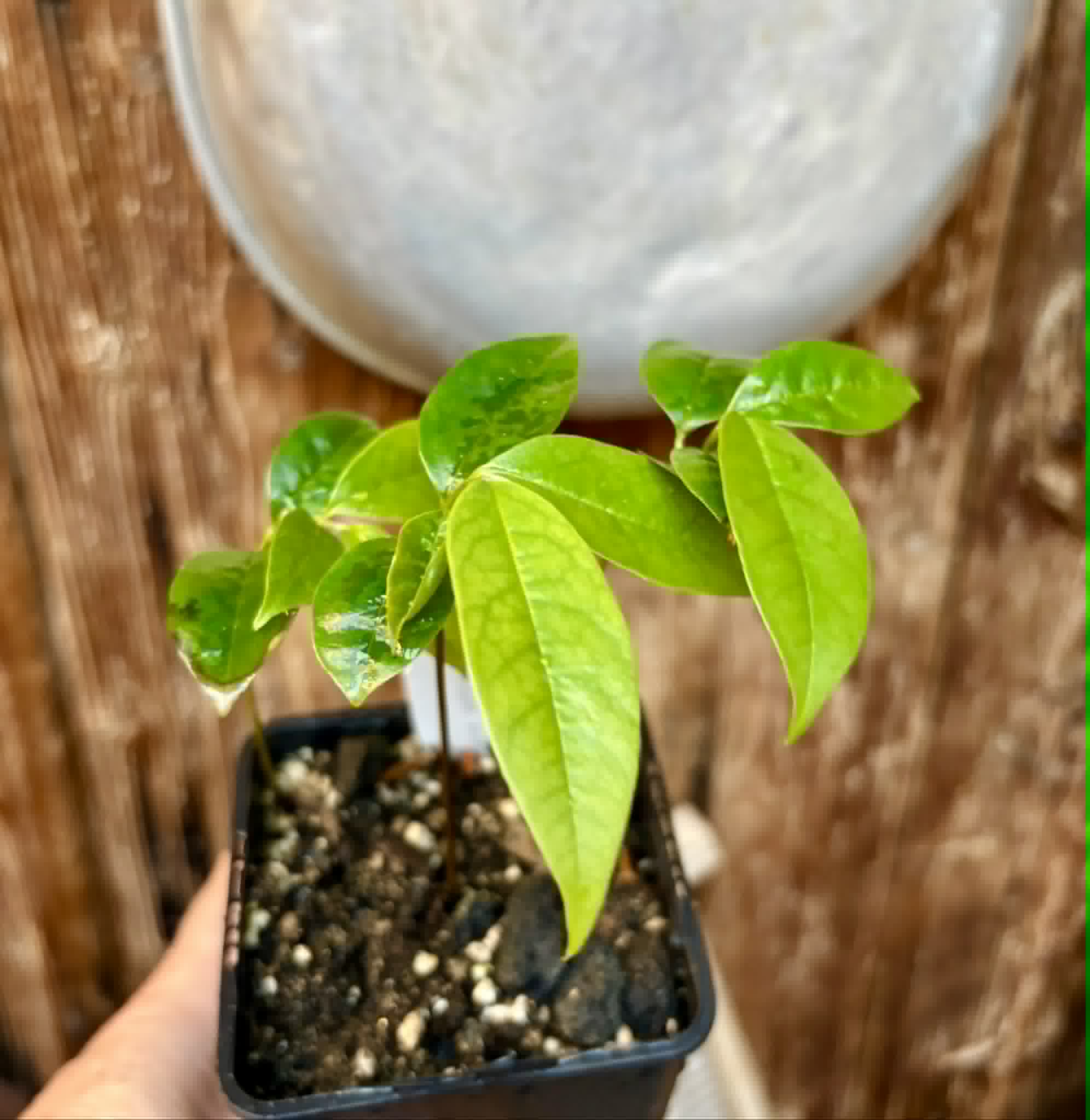 3 in 1 pot - Annona muricata - Soursop / Stachelannone - 3 seedlings in one pot / 3 Sämlinge in einem Topf 