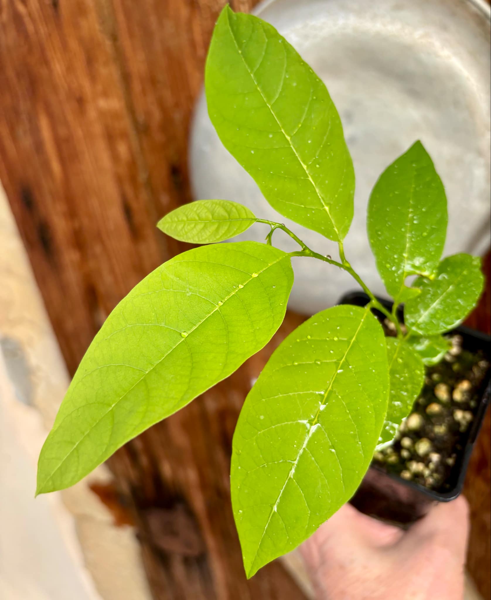 Annona neolaurifolia - 1 potted plant / 1 getopfte Pflanze