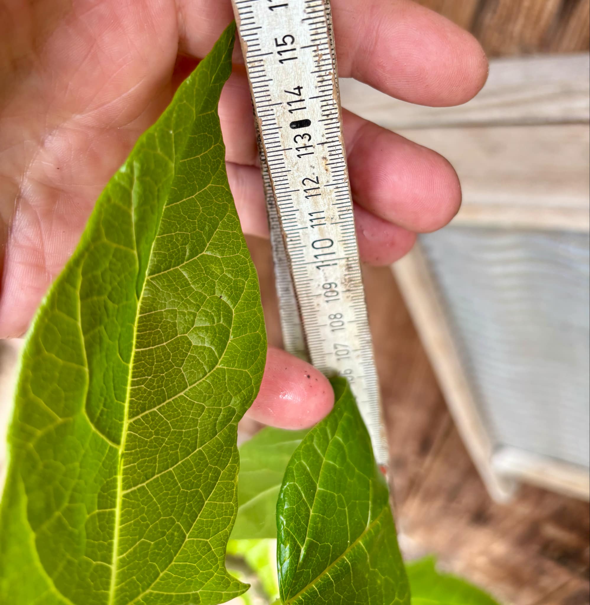 Oakleaf Papaya (Carica querzifolia) -  1 potted plant / 1 getopfte Pflanze