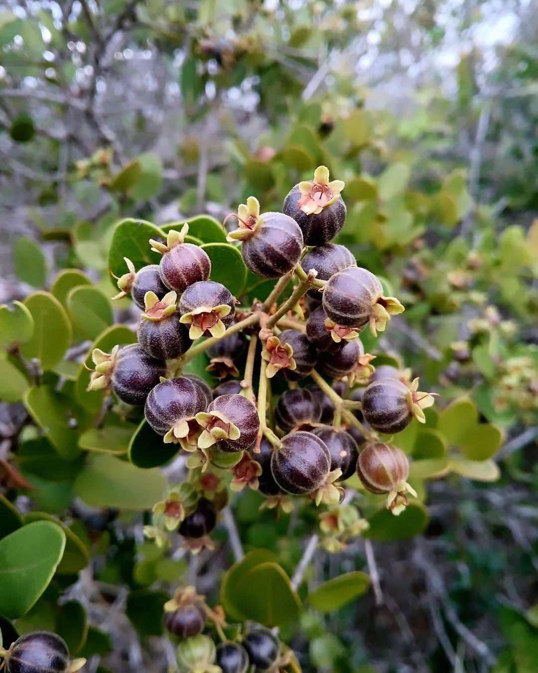 Bico Doce (Algrizea macrochlamys)  - 1 potted plant / 1 getopfte Pflanze
