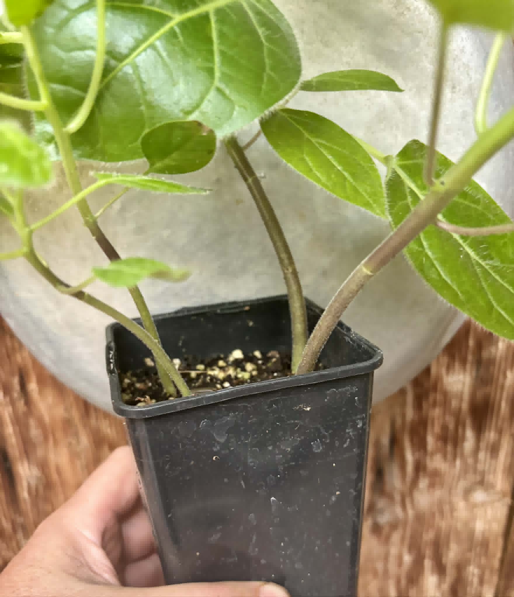 4 in 1 pot - Solanum sibundoyense - 4 seedlings in one pot / 4 Sämlinge in einem Topf