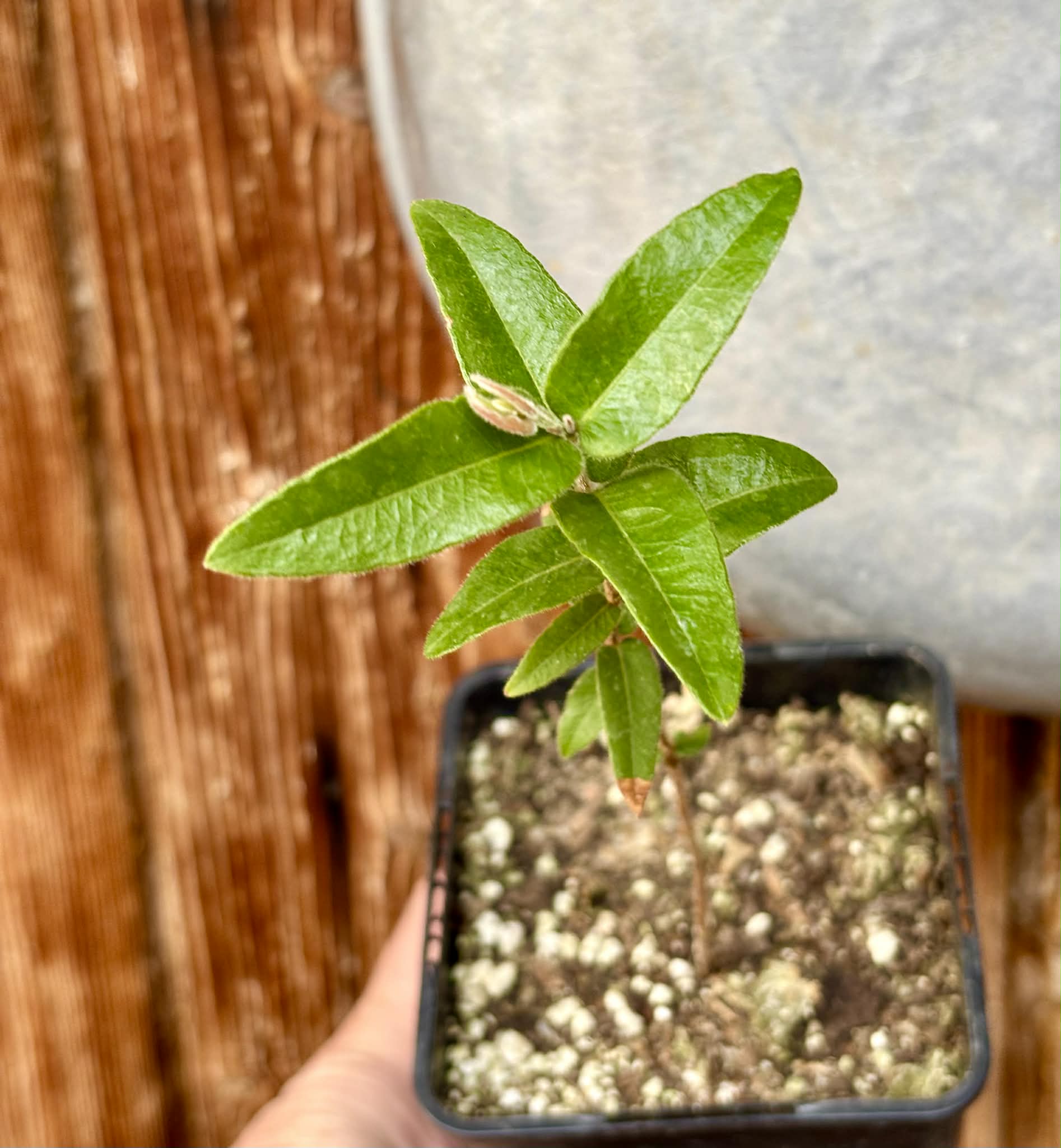 Myrciaria caerulescens (Roxa - Blue Guaquiea) - 1 potted seedling / 1 getopfter Sämling