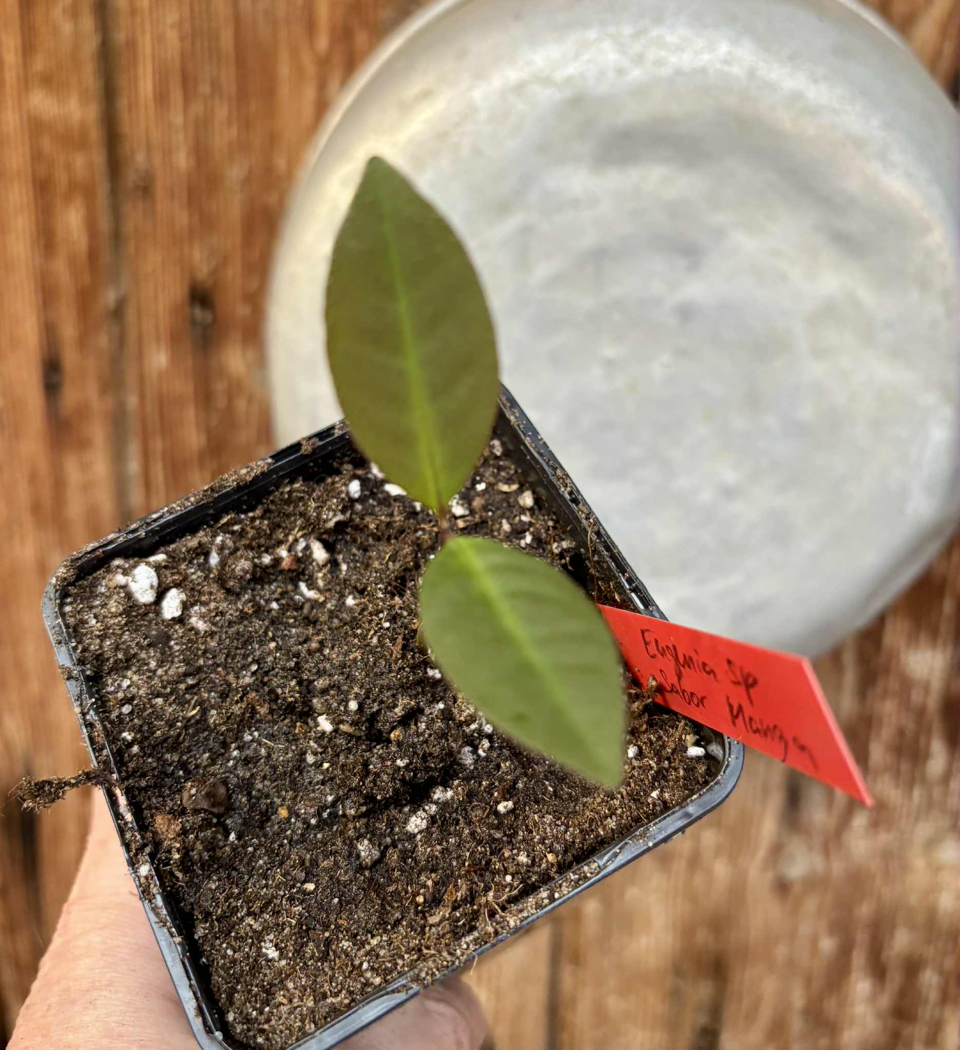 Eugenia sp Sabor Manga - 1 potted seedling / 1 getopfter Sämling