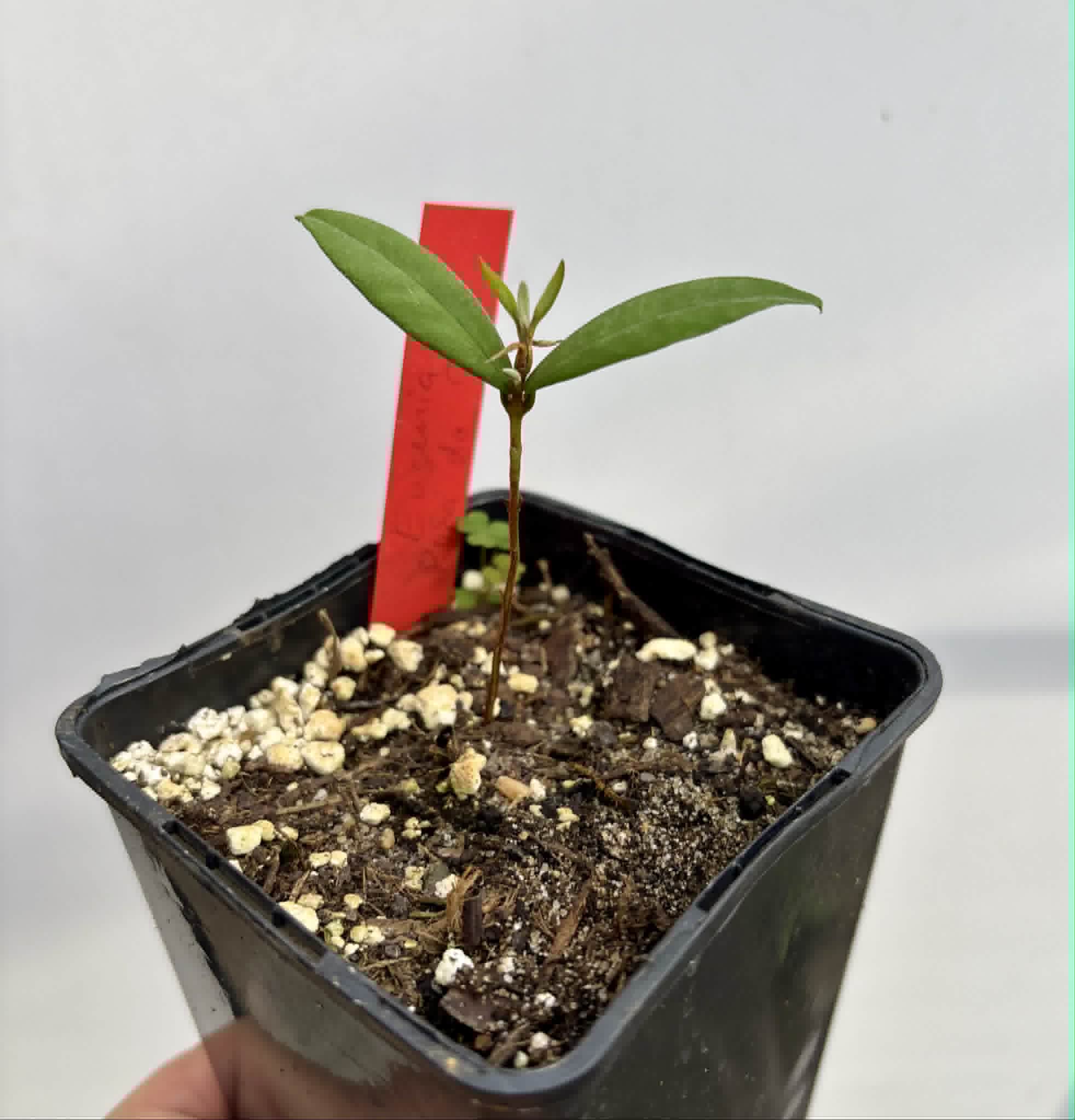 Eugenia sp Roxa do Rio - 1 potted seedling / 1 getopfter Sämling