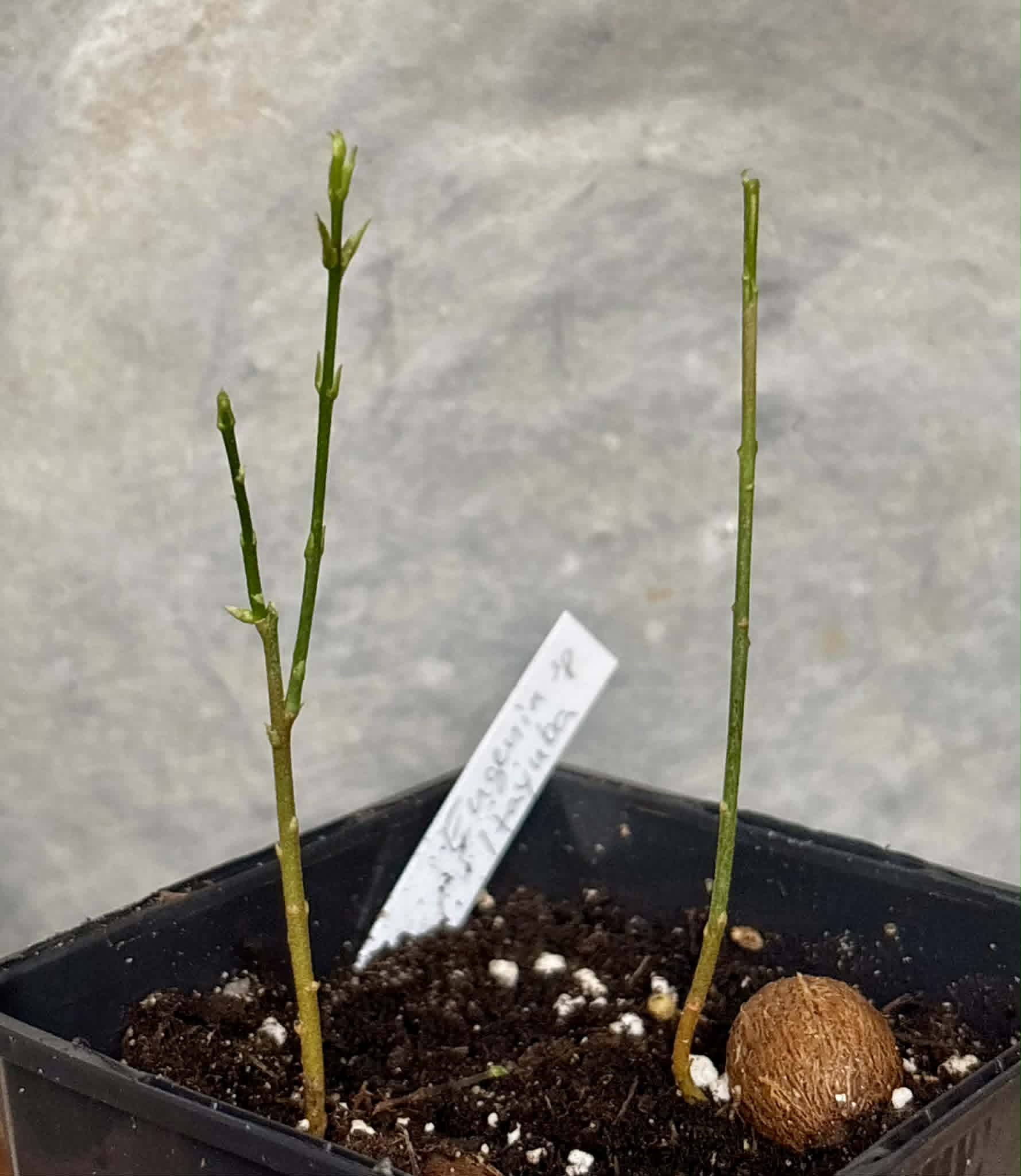 2 in 1 pot - Eugenia sp Itayuba - 2 seedlings in one pot / 2 Sämlinge in einem Topf