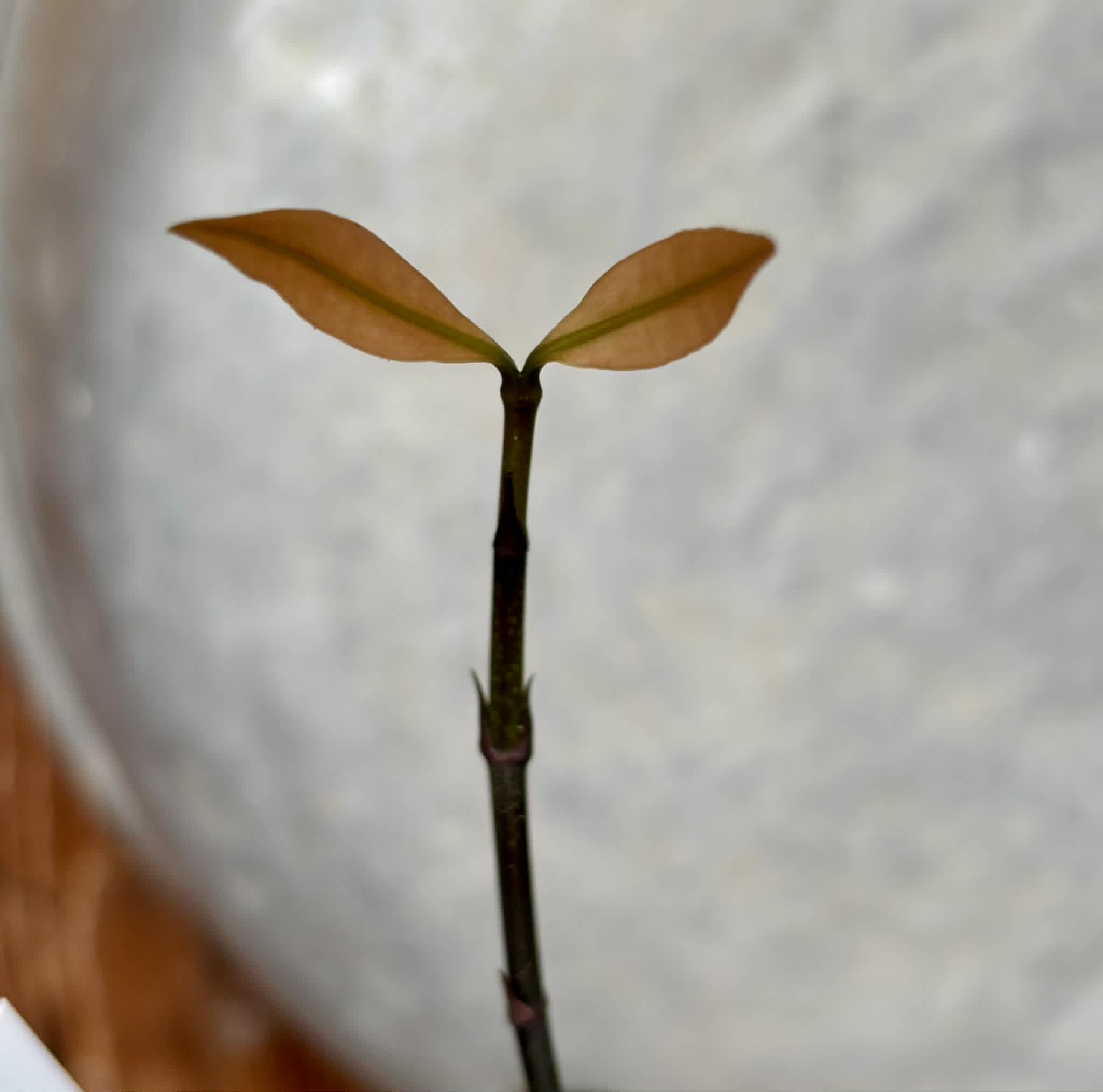 Achachairu (Garcinia humilis) - 1 potted seedling / 1 getopfter Sämling