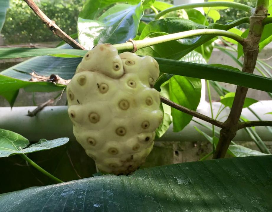 Noni Variegated (Morinda citrifolia) - 1 small potted seedling / 1 kleiner, getopfter Sämling Noni Variegated (Morinda citrifolia) - 1 small potted seedling / 1 kleiner, getopfter Sämling