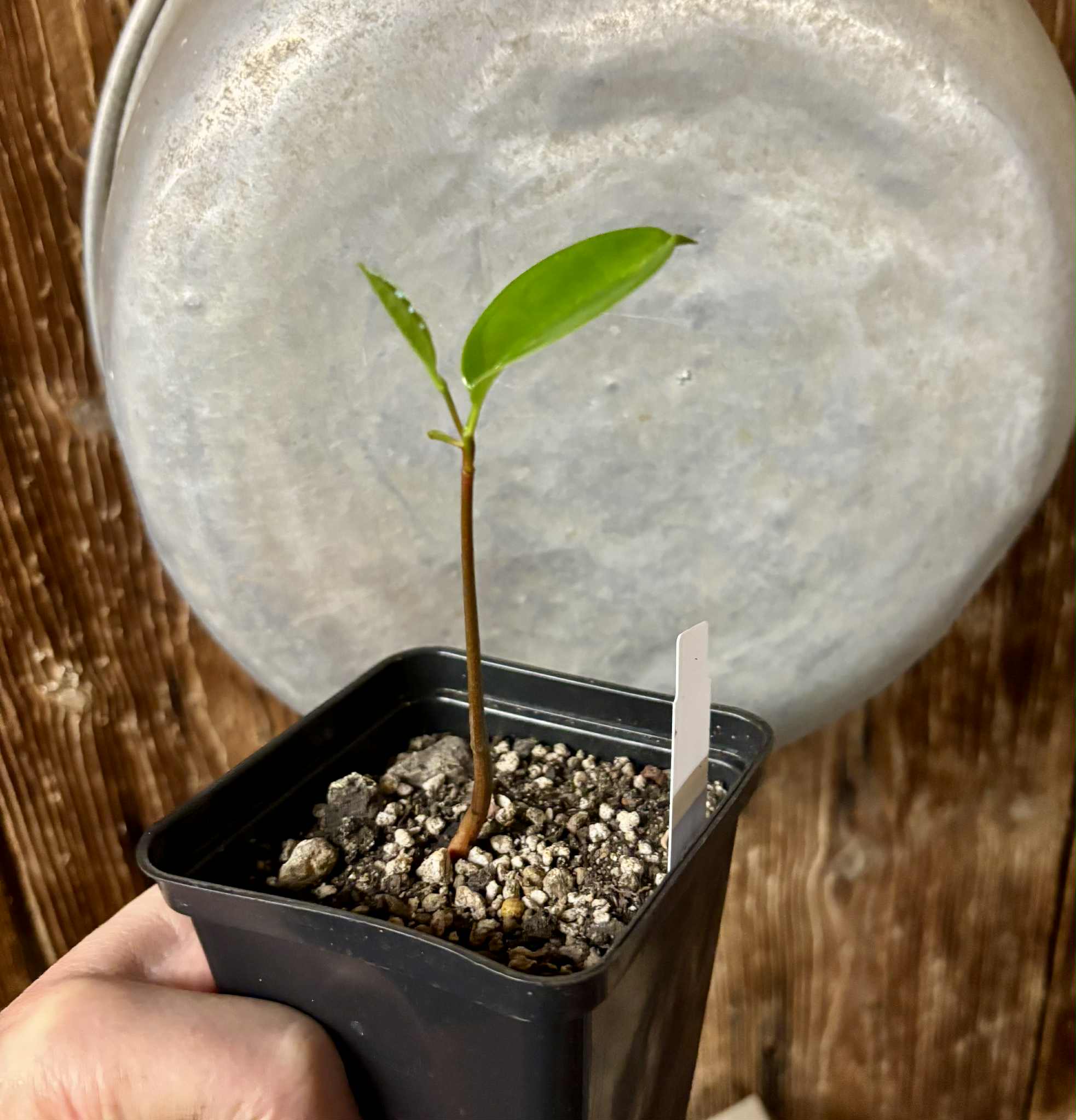 Annona salzmannii - 1 potted seedling / 1 getopfter Sämling