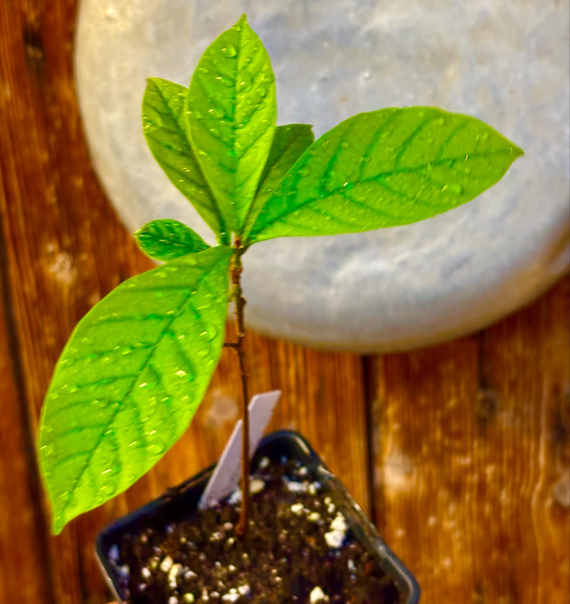 Marmixa (Pradosia lactescens) - 1 potted plant / 1 getopfte Pflanze