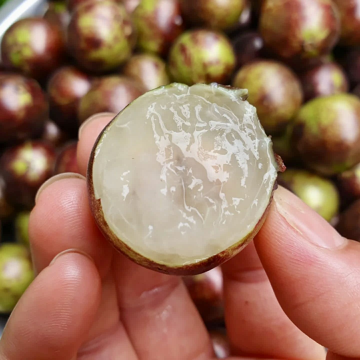 Jabuticaba Peluda-de-Alagoas (Plinia sp Grimal) -  1 fresh seed / 1 frischer Samen