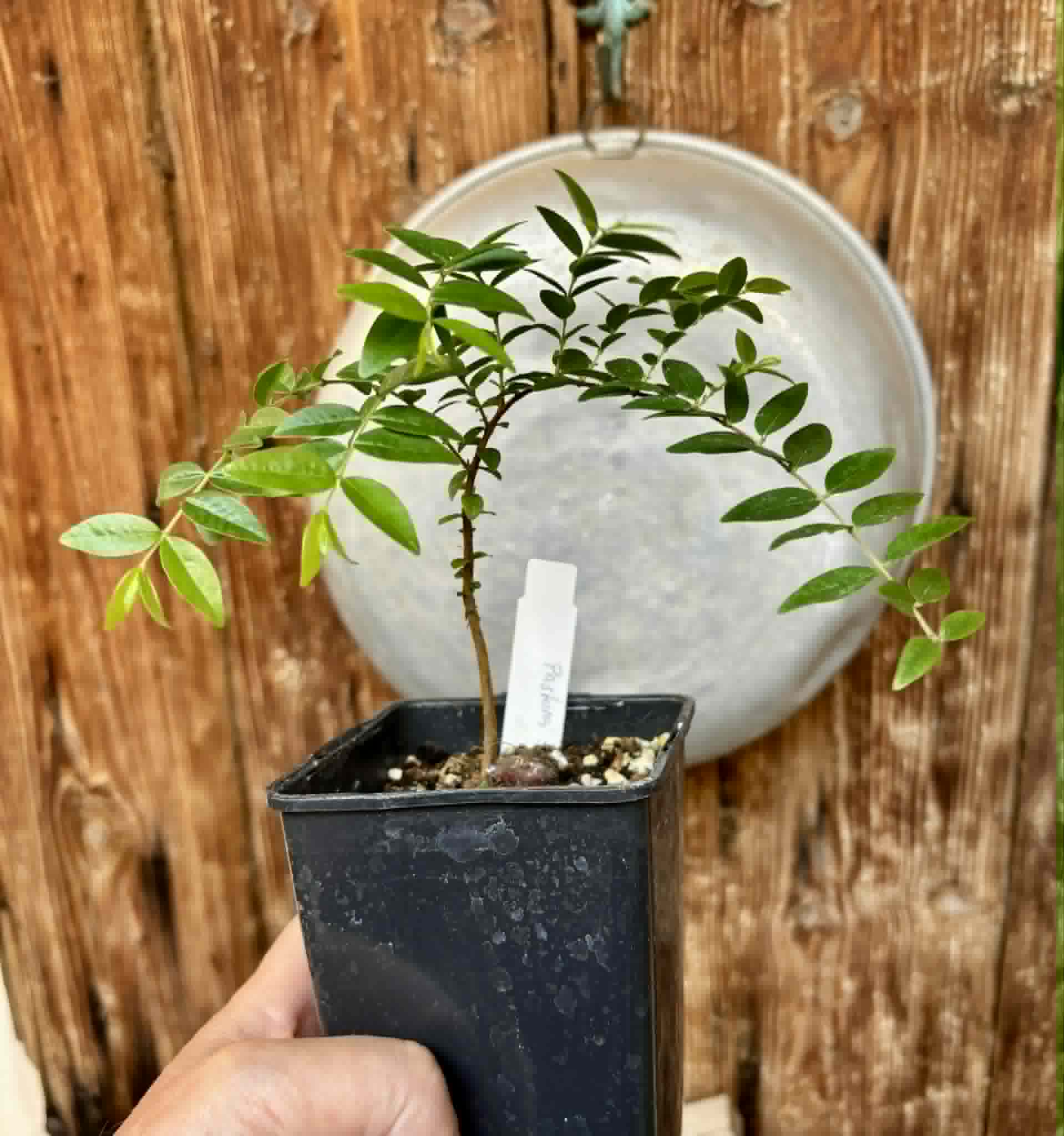 Myrciaria sp Pastora - 1 potted seedling / 1 getopfter Sämling