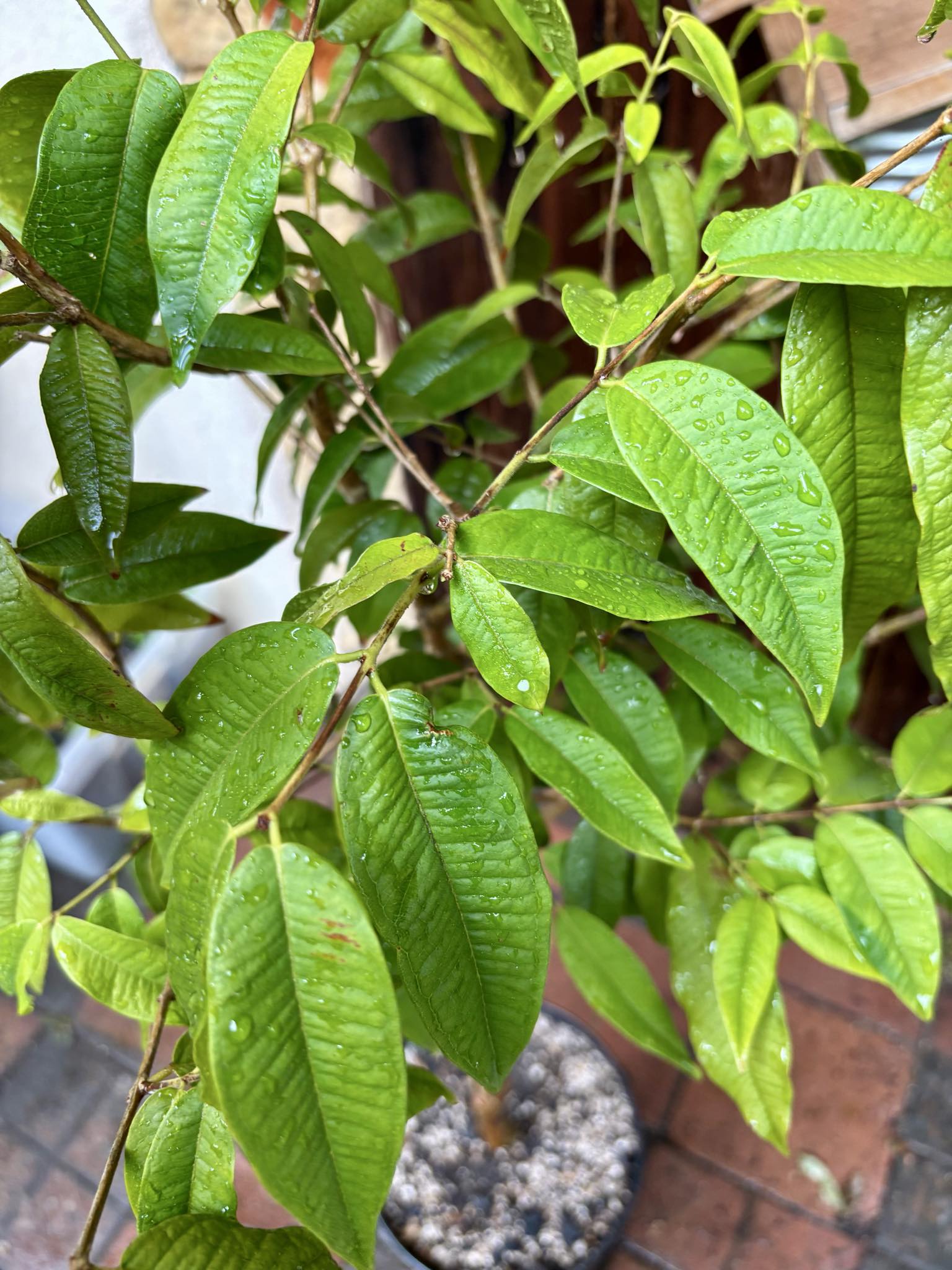 7 years old - grafted - Plinia phitrantha var. UNESP  - 1 potted plant / 1 getopfte Pflanze
