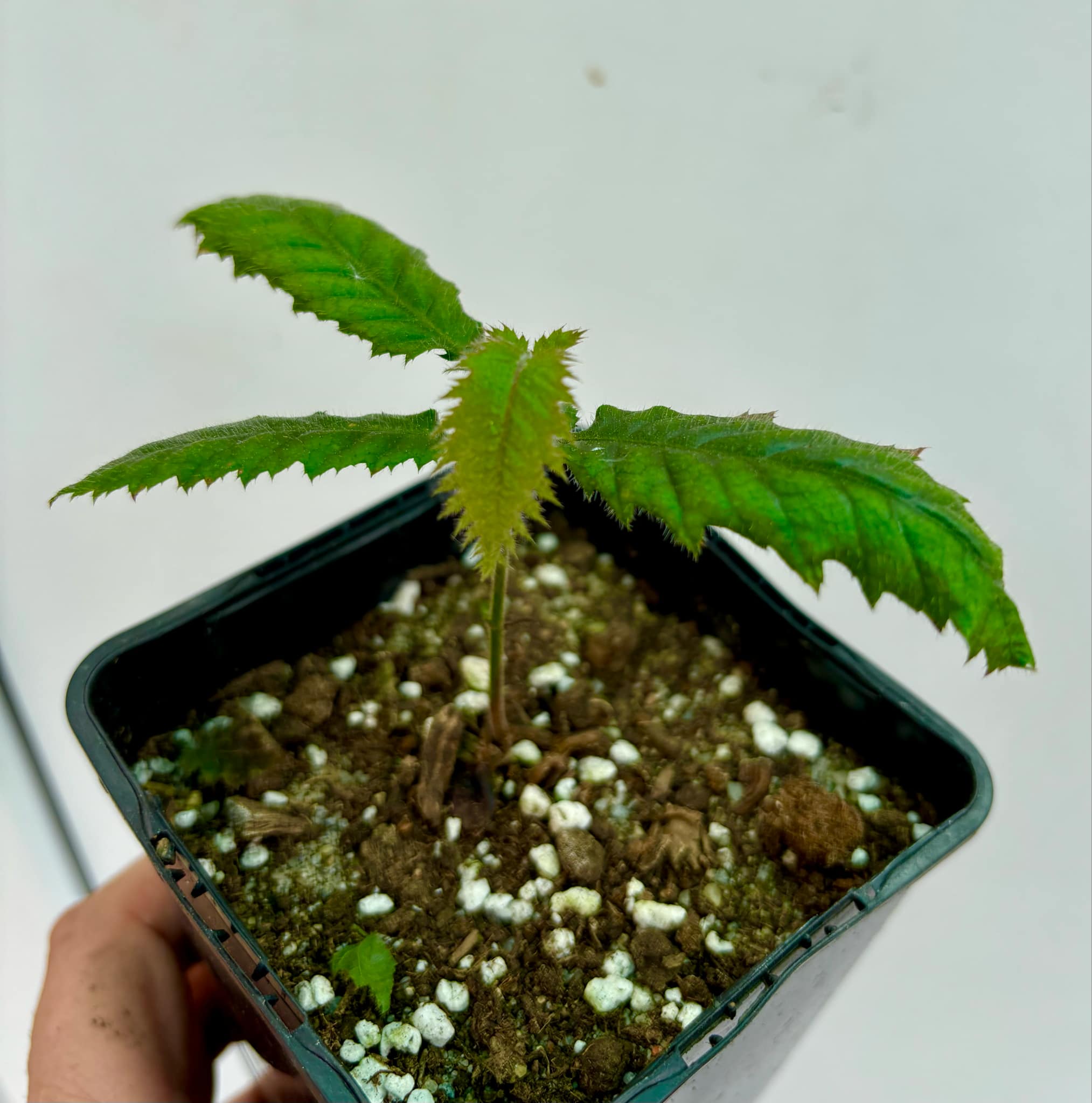 Davidson Plum (Davidsonia jerseyana) - 1 potted plant / 1 getopfte Pflanze