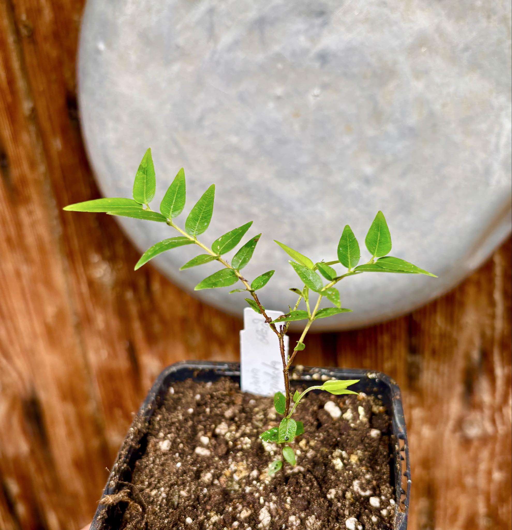 Myrciaria cuspidata BLACK - 1 potted seedling / 1 getopfter Sämling Myrciaria cuspidata BLACK - 1 potted seedling / 1 getopfter Sämling