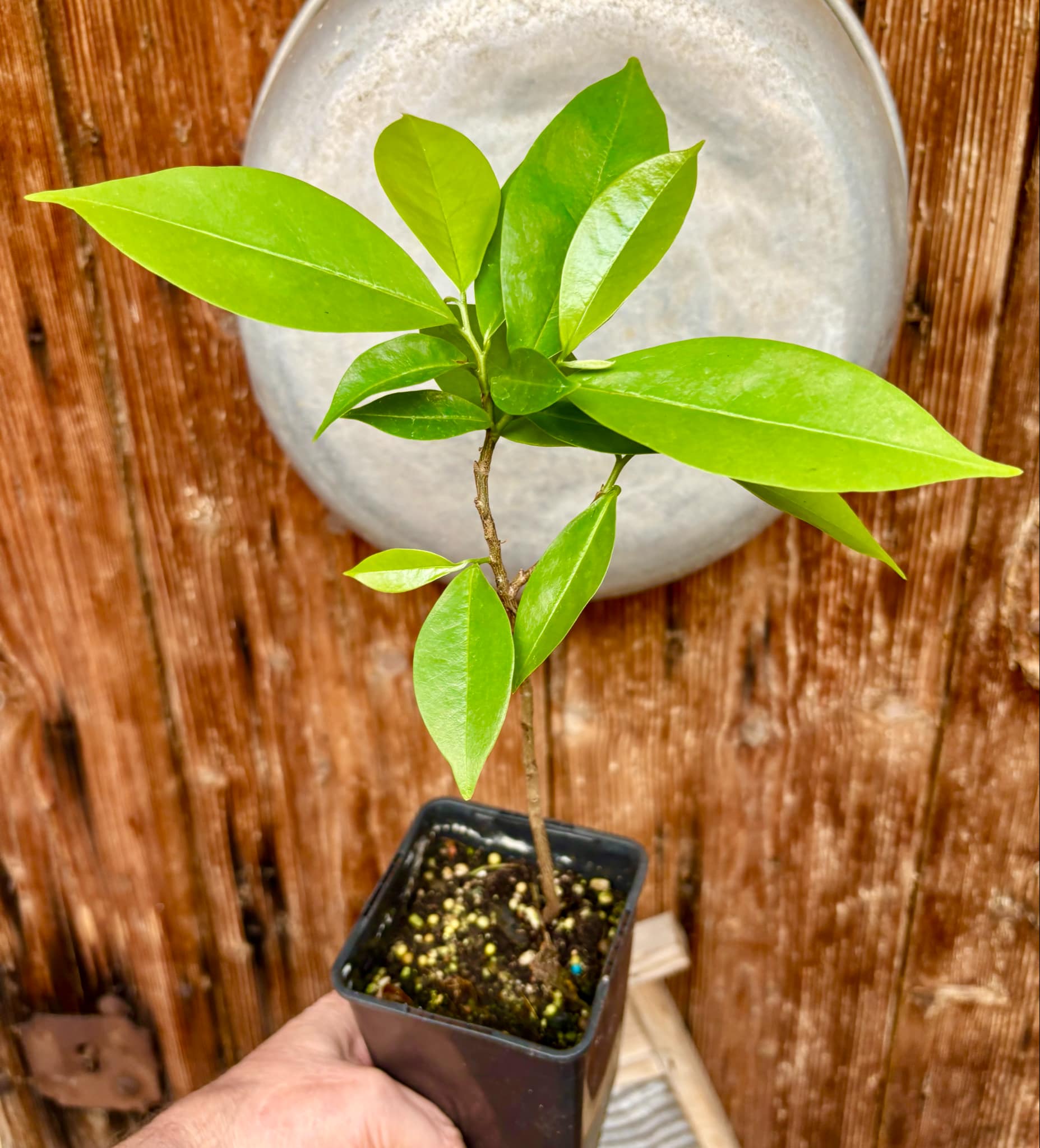 Annona muricata - Soursop / Stachelannone fiberless - 1 potted plant / 1 getopfte Pflanze