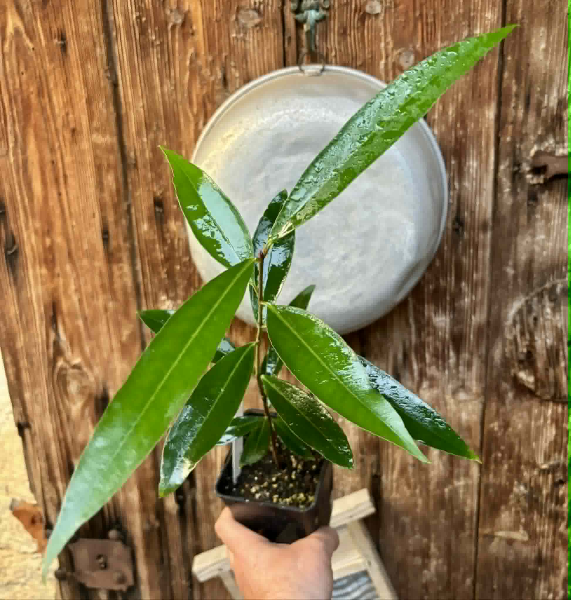 Eugenia sp Jambo da Mata -  1  potted seedling / 1 getopfter Sämling
