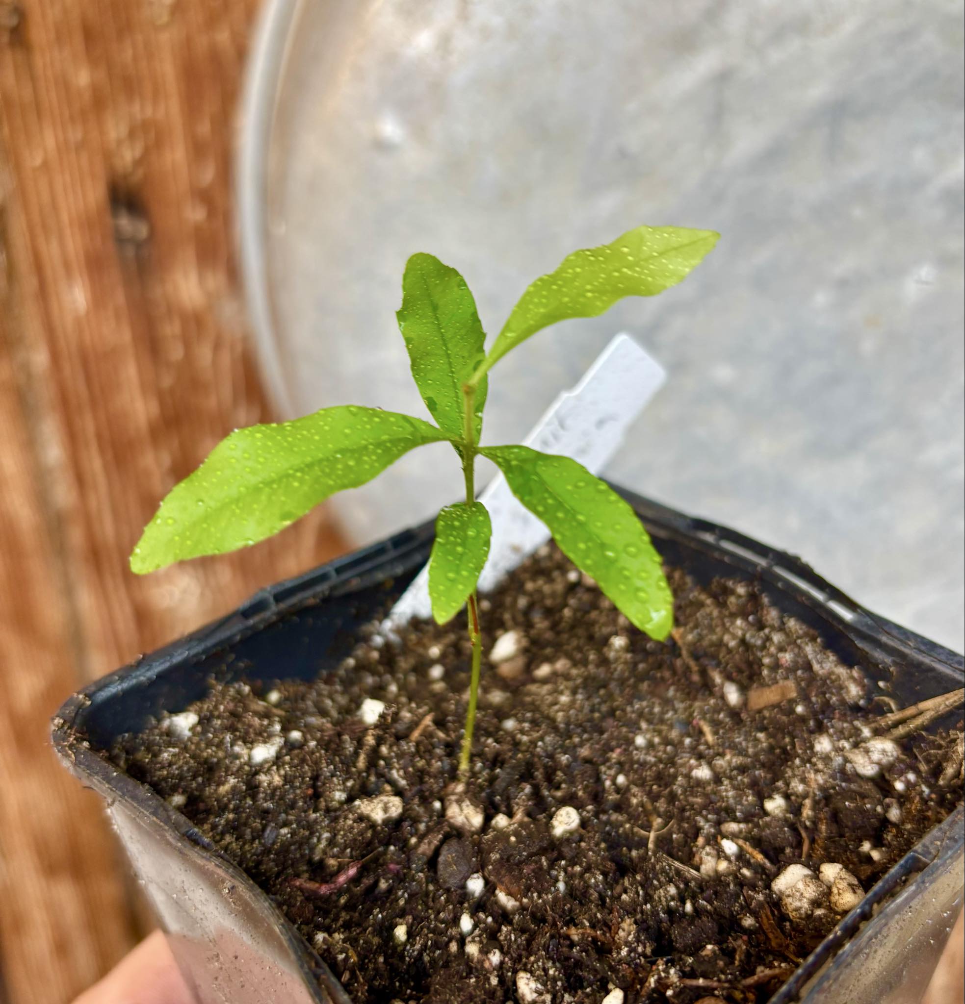 Pseudolmedia sp. Rondonia - 1 potted seedling / 1 getopfter Sämling