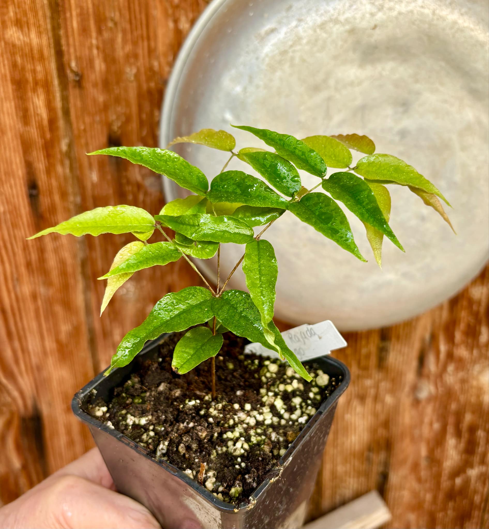 Jaboticaba - Plinia sp Rajada Cabo longo verde -  1 potted seedling / 1 getopfter Sämling