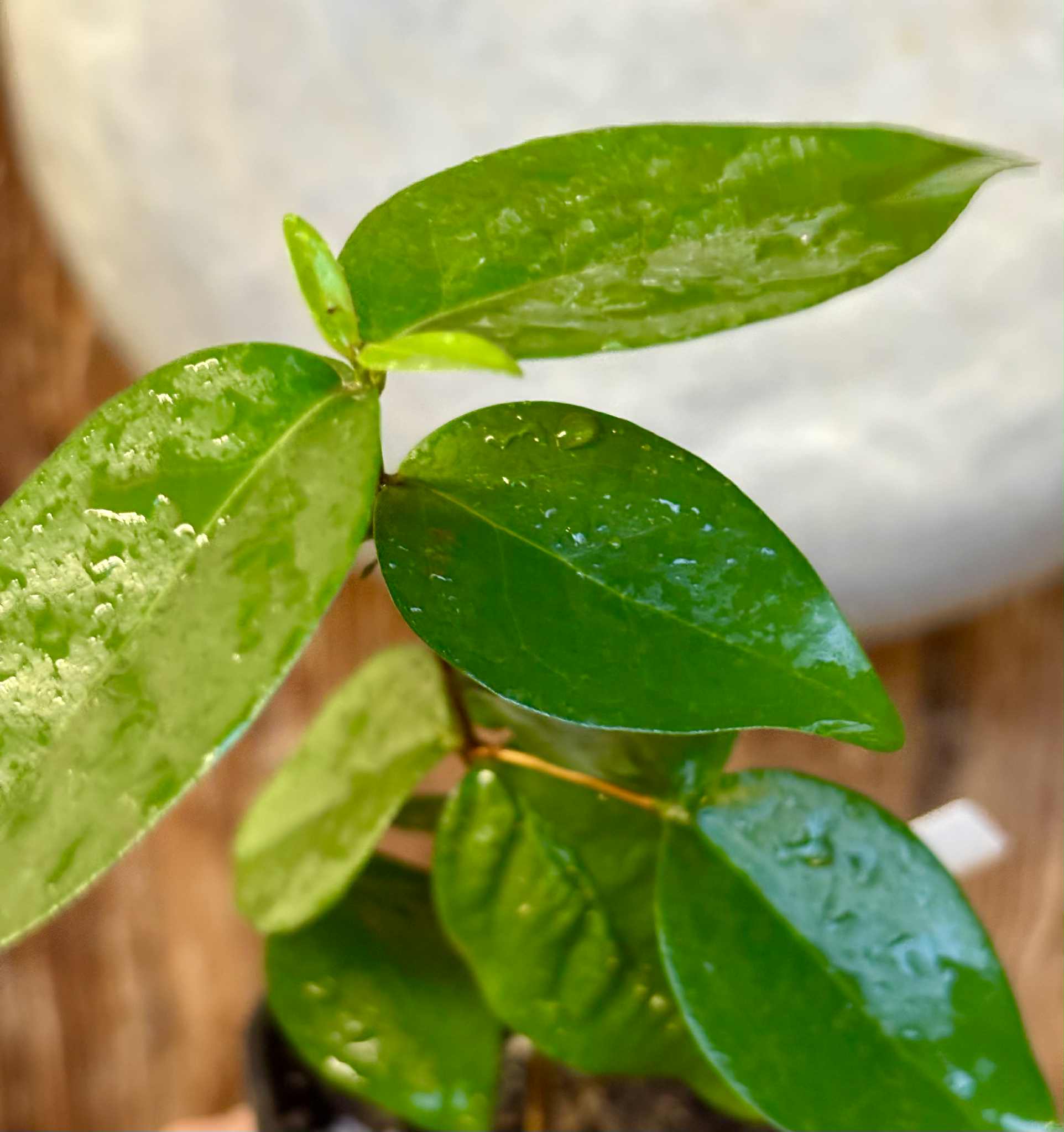 Eugenia uniflora var. Gigante Pitangao  - 1 potted seedling / 1 getopfter Sämling