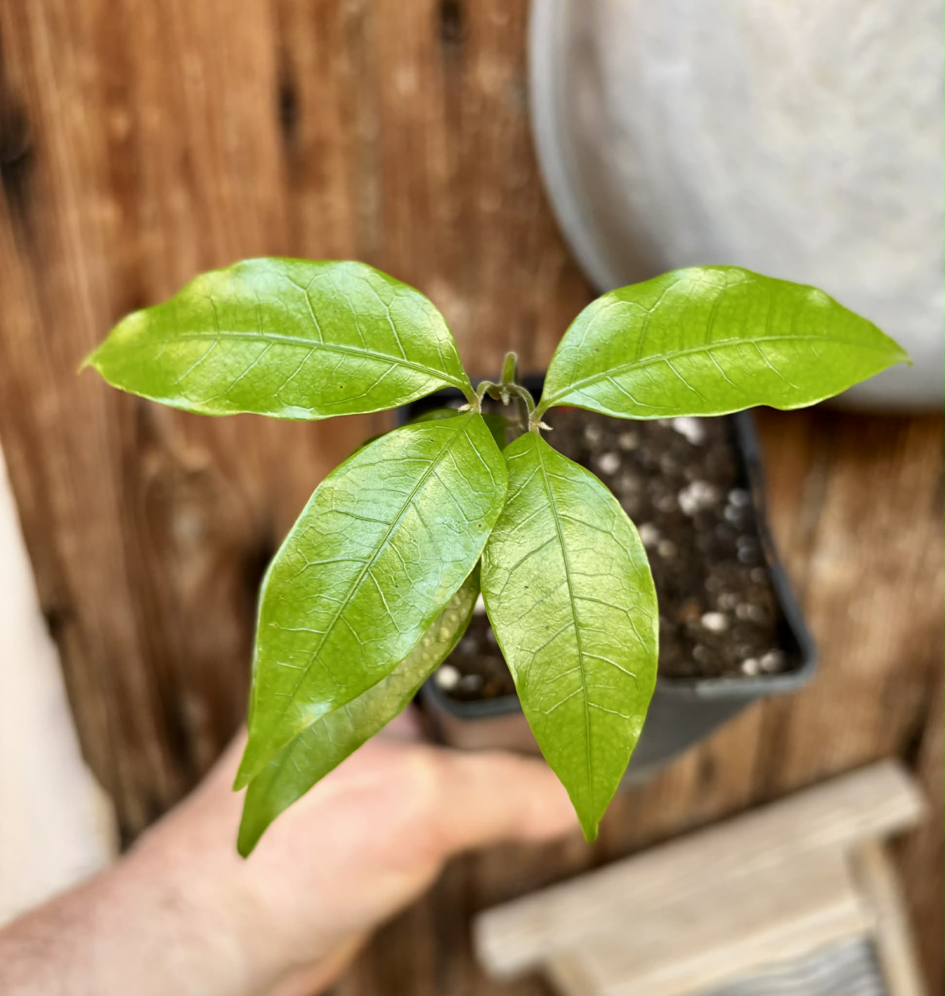 Melicoccus sp Bahia - 1 potted seedling / 1 getopfter Sämling