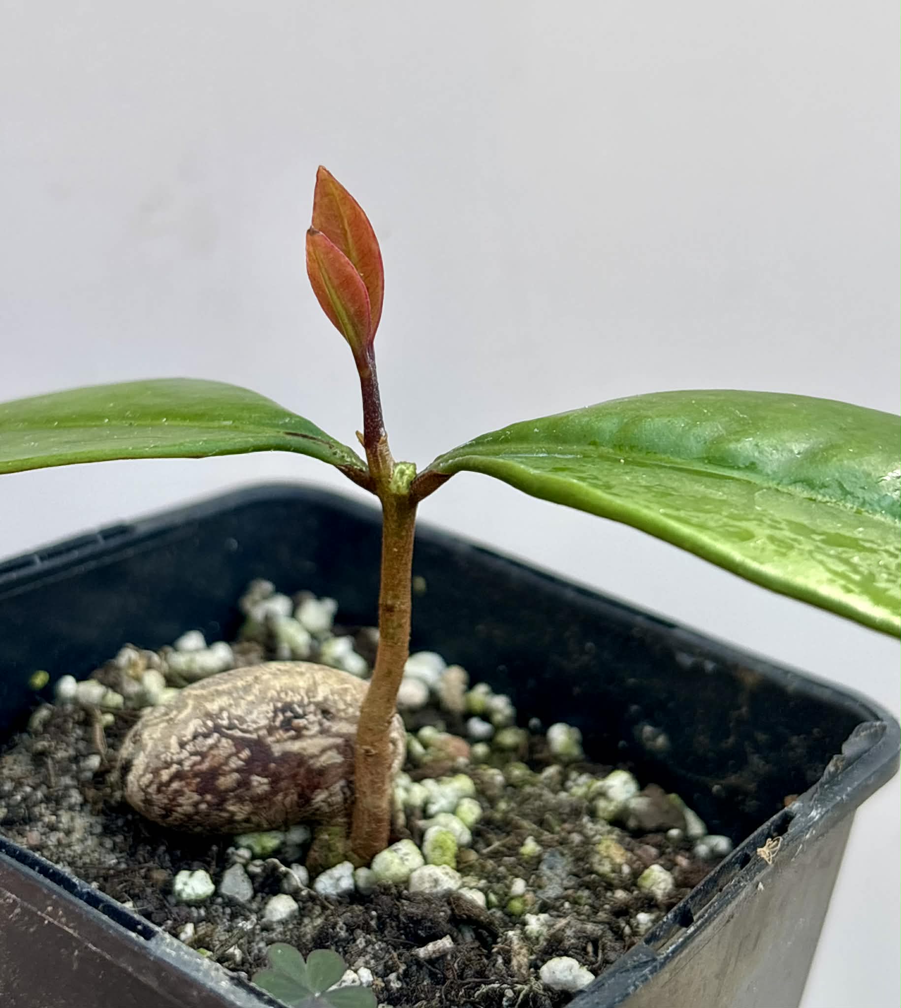 Eugenia sp Essencia negra - 1 potted seedling / 1 getopfter Sämling
