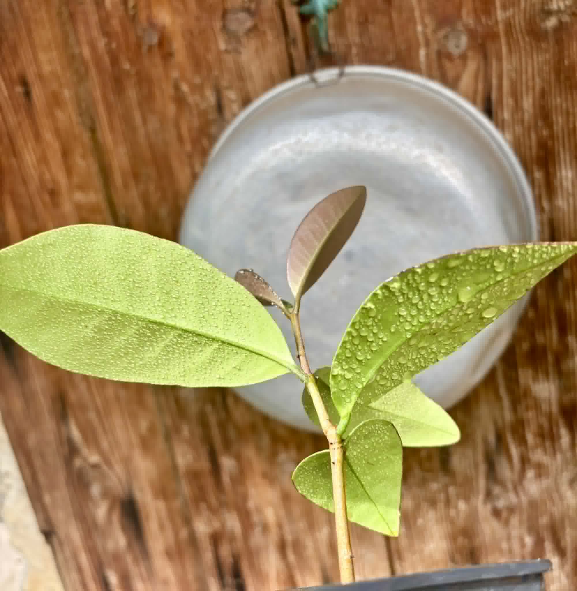 Eugenia sp Unana -  1 potted seedling / 1 getopfter Sämling