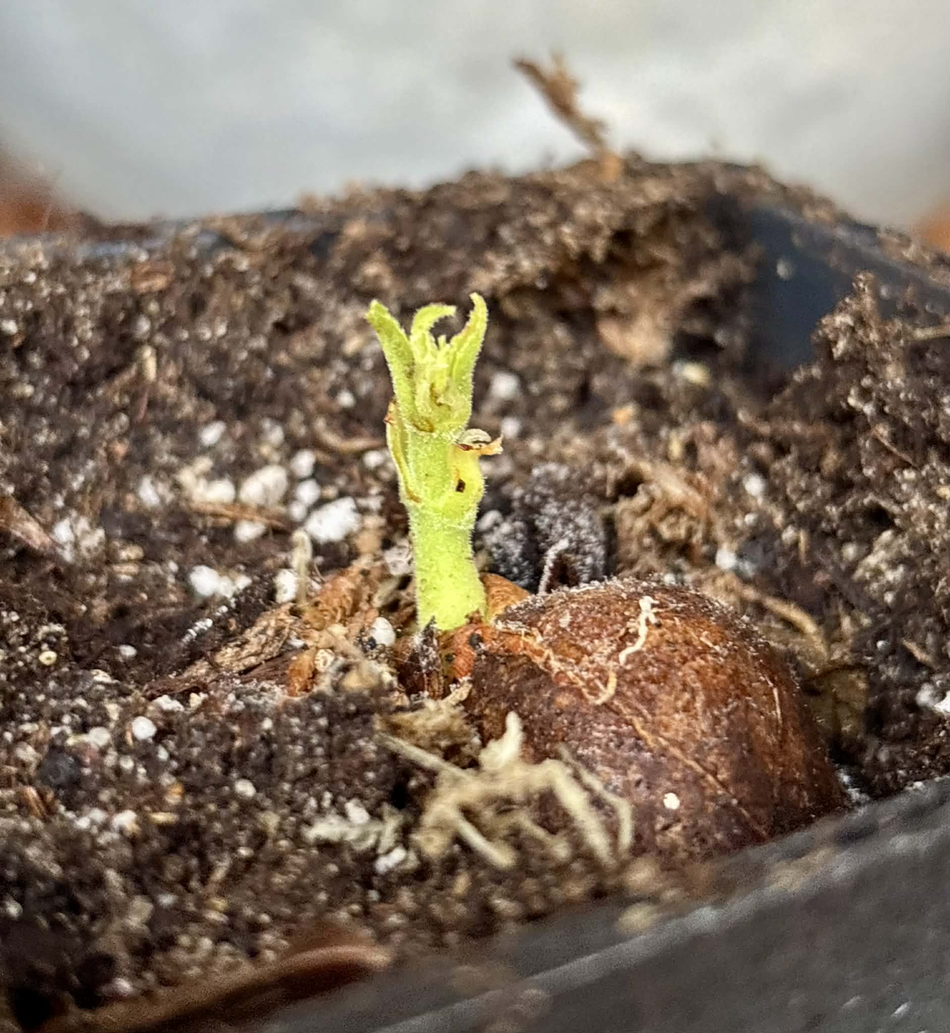 Artocarpus camansi / Tropical Chestnut (Wild Breadfruit) - 1 potted seedling / 1 getopfter Sämling