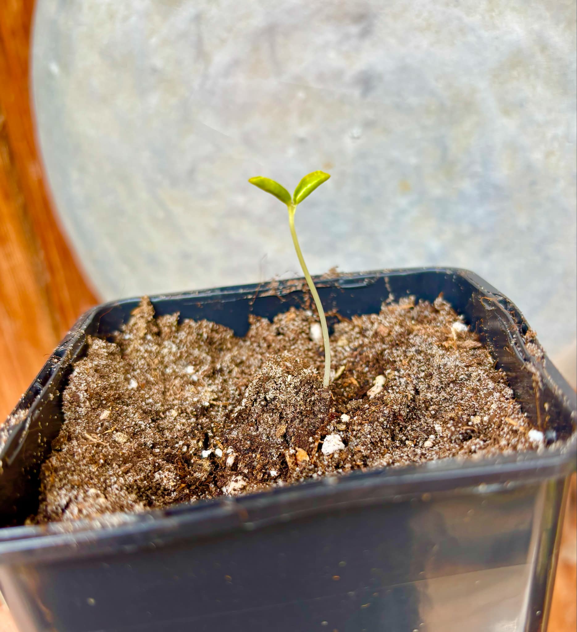 Yellow Krabi Papaya (Carica papaya) - 1 fresh potted seedling / 1 frisch getopfter Sämling