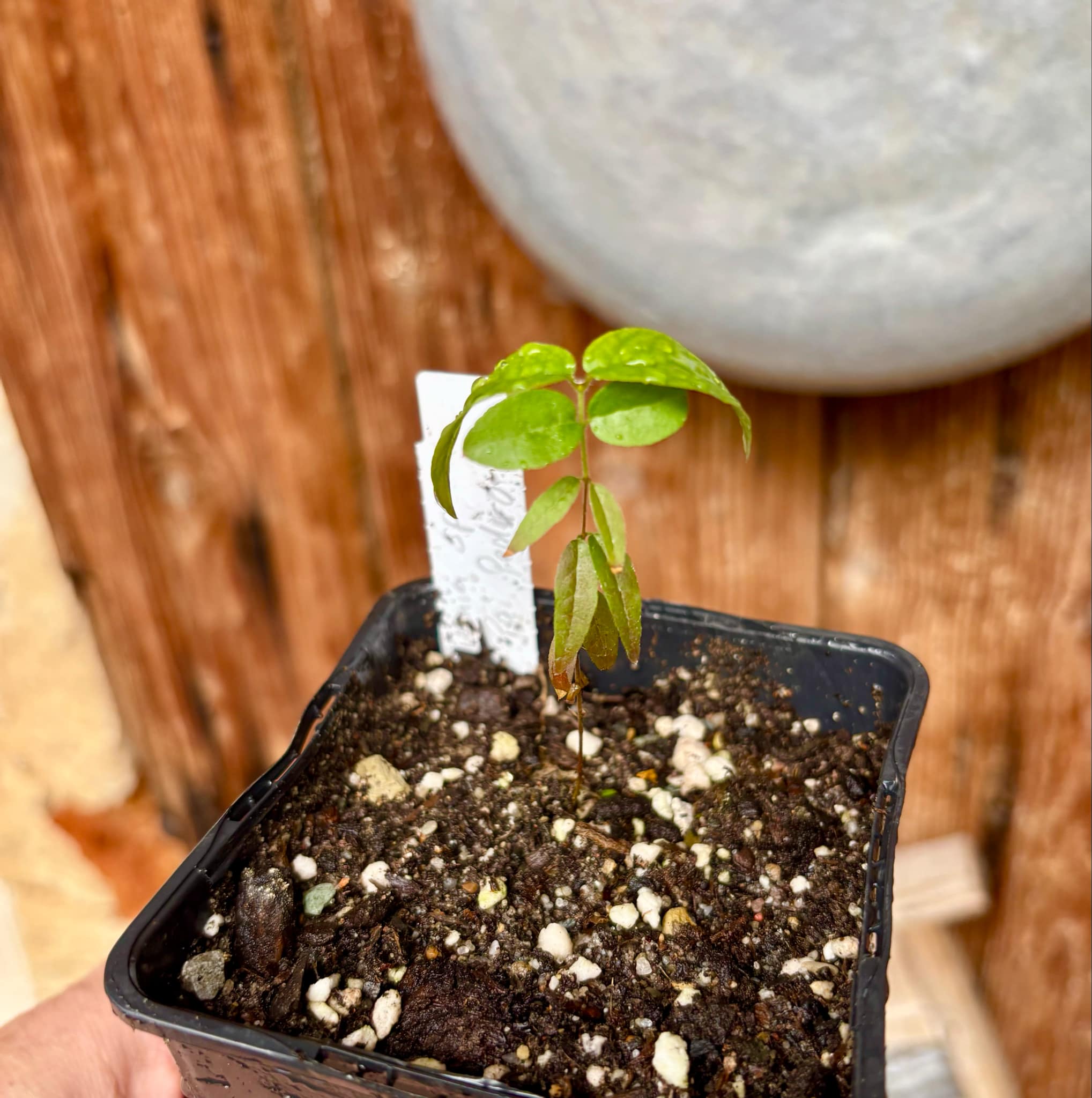 Plinia sp Pai Pedro - 1 small potted seedling / 1 kleiner, getopfter Sämling Plinia sp Pai Pedro - 1 small potted seedling / 1 kleiner, getopfter Sämling